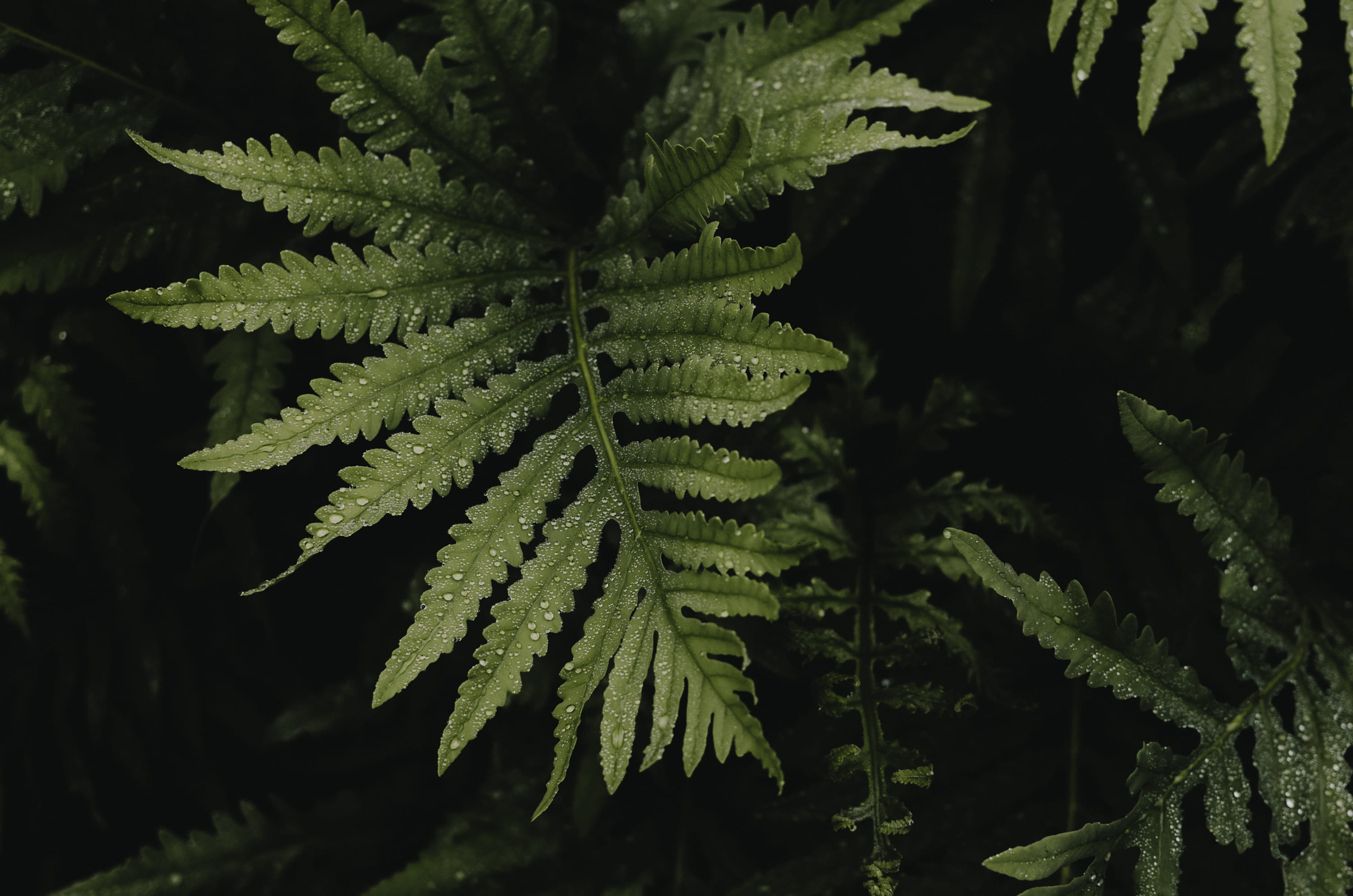 leaf, plant part, no people, vulnerability, fragility, land, focus on foreground, wet, dark, united states, coniferous tree, close-up, tranquility, drops, HD Wallpaper