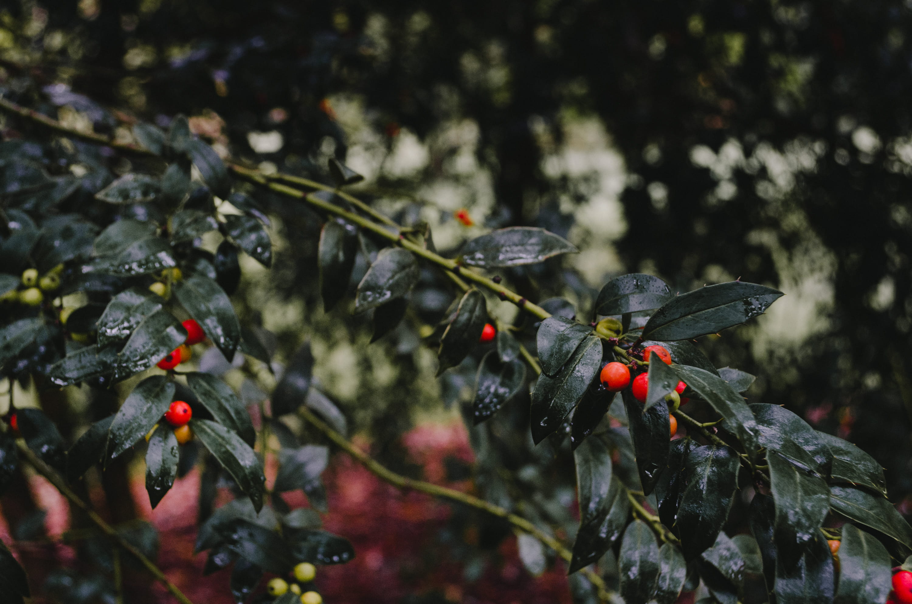 leaves, red, plant, arnold arboretum of harvard university, beauty in nature, close-up, invertebrate, dark, united states, no people, animal themes, green, HD Wallpaper