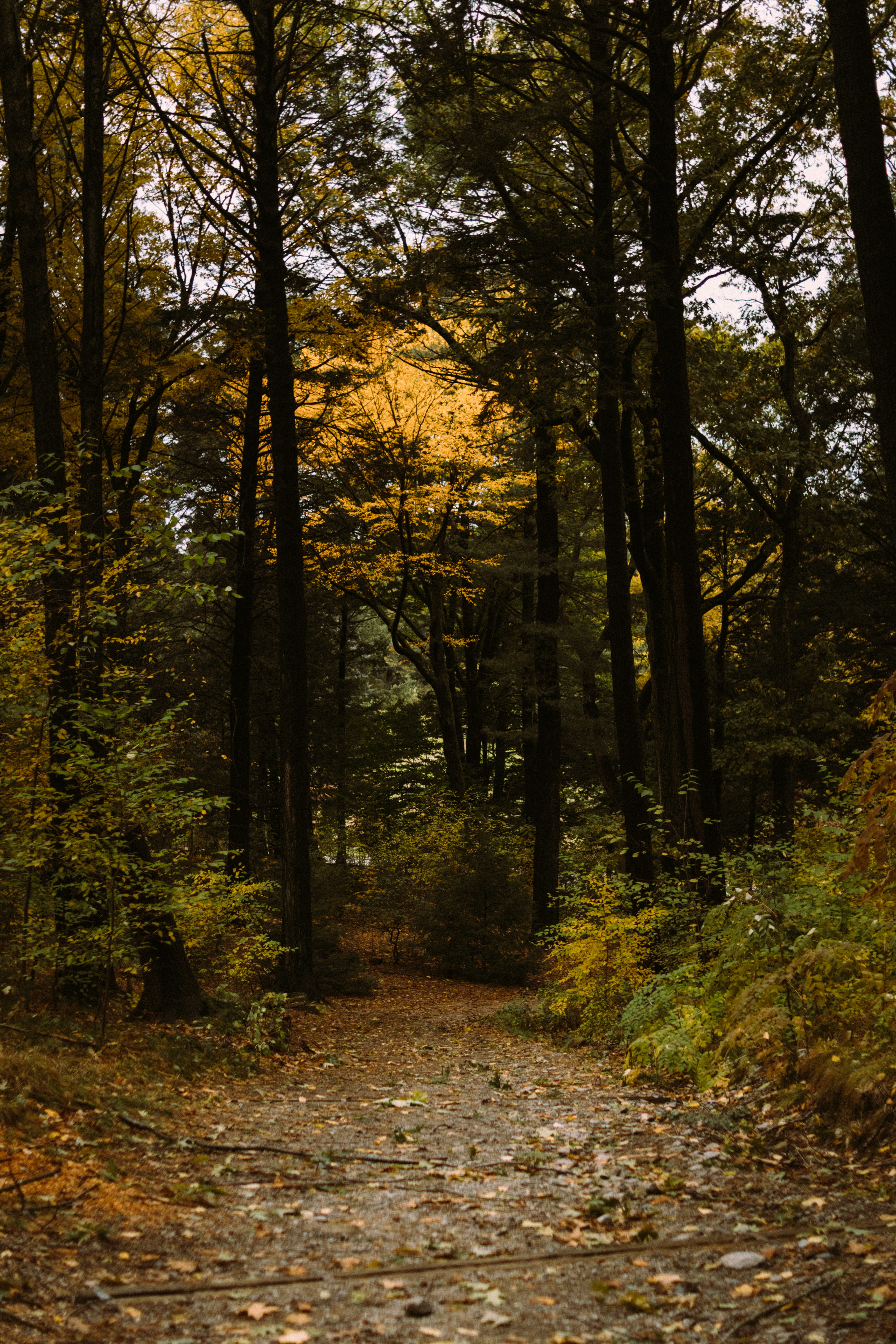 non-urban scene, tranquility, scenics - nature, plant, nature, gravel, dirt road, 5K, vegetation, direction, boston, change, woodland, conifer, tranquil scene, Phone HD Wallpaper