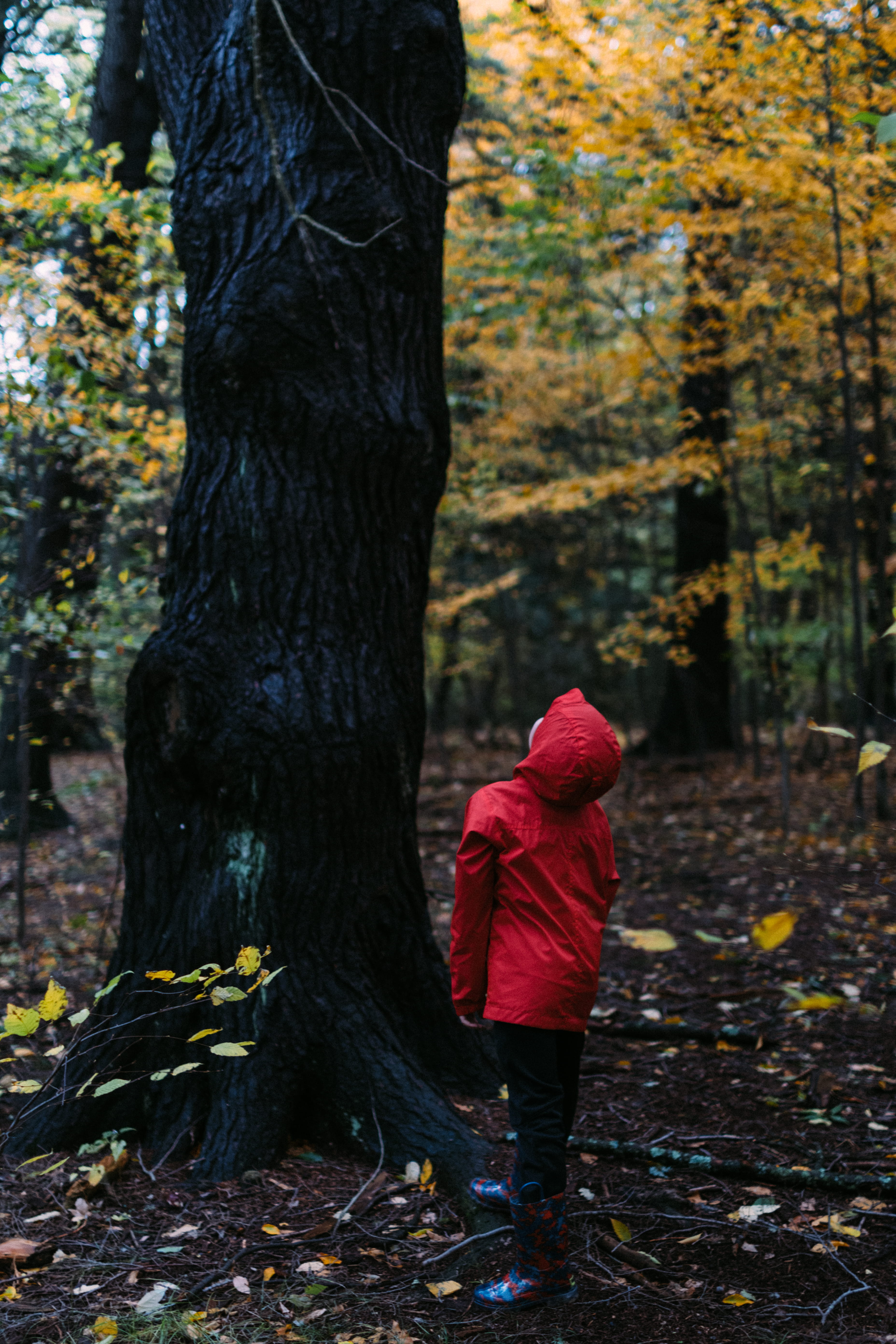 bear, ivy, leaf, land, day, change, casual clothing, united states, woodland, trunk, nature, rear view, autumn, looking, oak, tree, 5K, human, warm clothing, Phone HD Wallpaper
