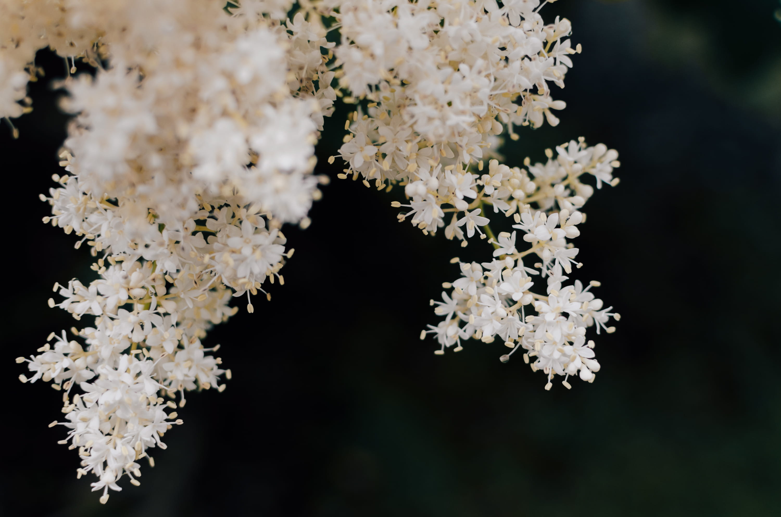 2K, bunch, focus on foreground, small, blossom, close-up, clump, summer, flower head, bright, yellow, plant, nature, freshness, background, arnold arboretum of harvard university, HD Wallpaper