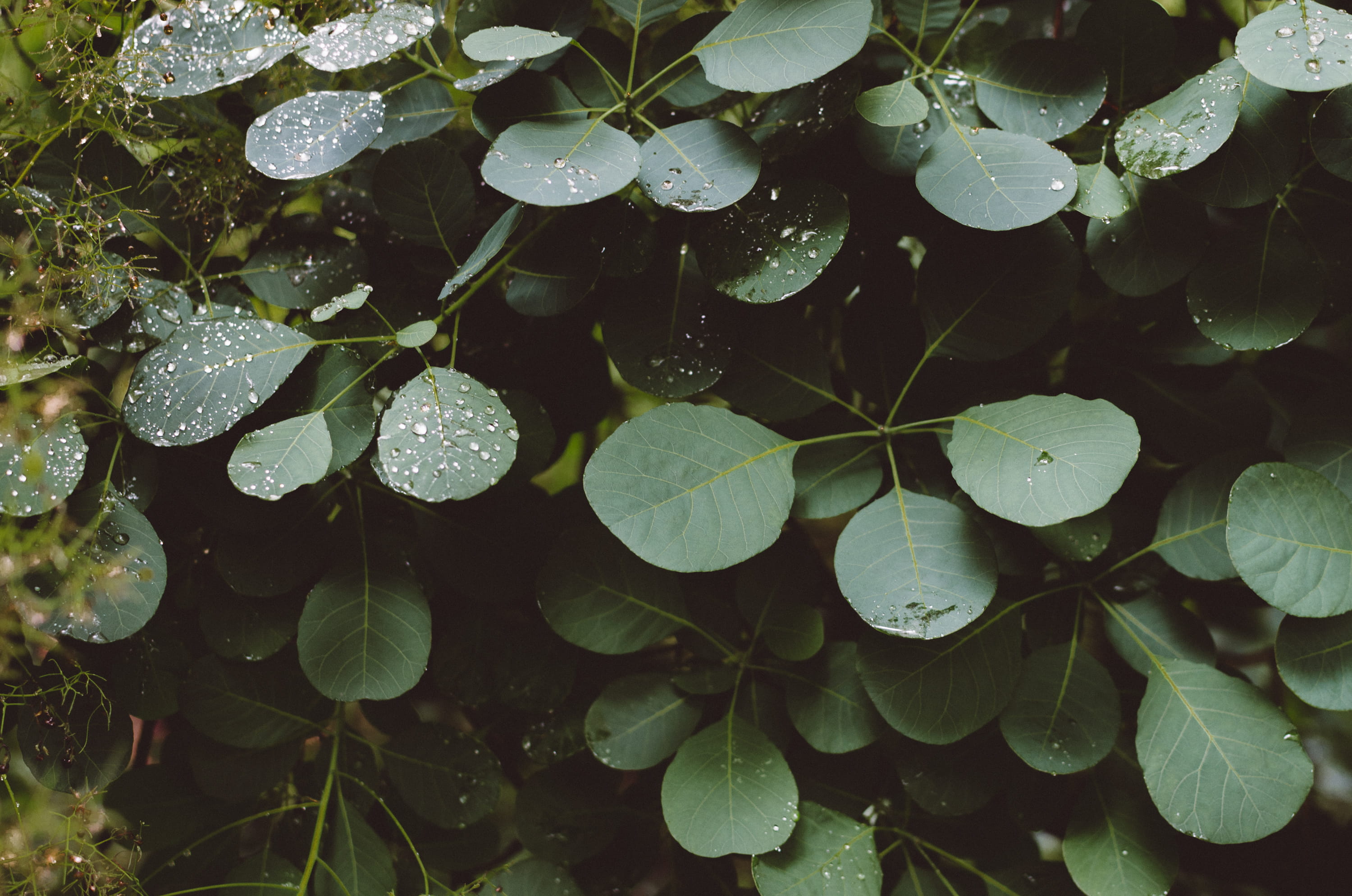 branch, tree, full frame, growth, rainy season, beauty in nature, leaf, flat, boston, 2K, foliage, green color, drops, plant, tranquility, clover, leaves, HD Wallpaper