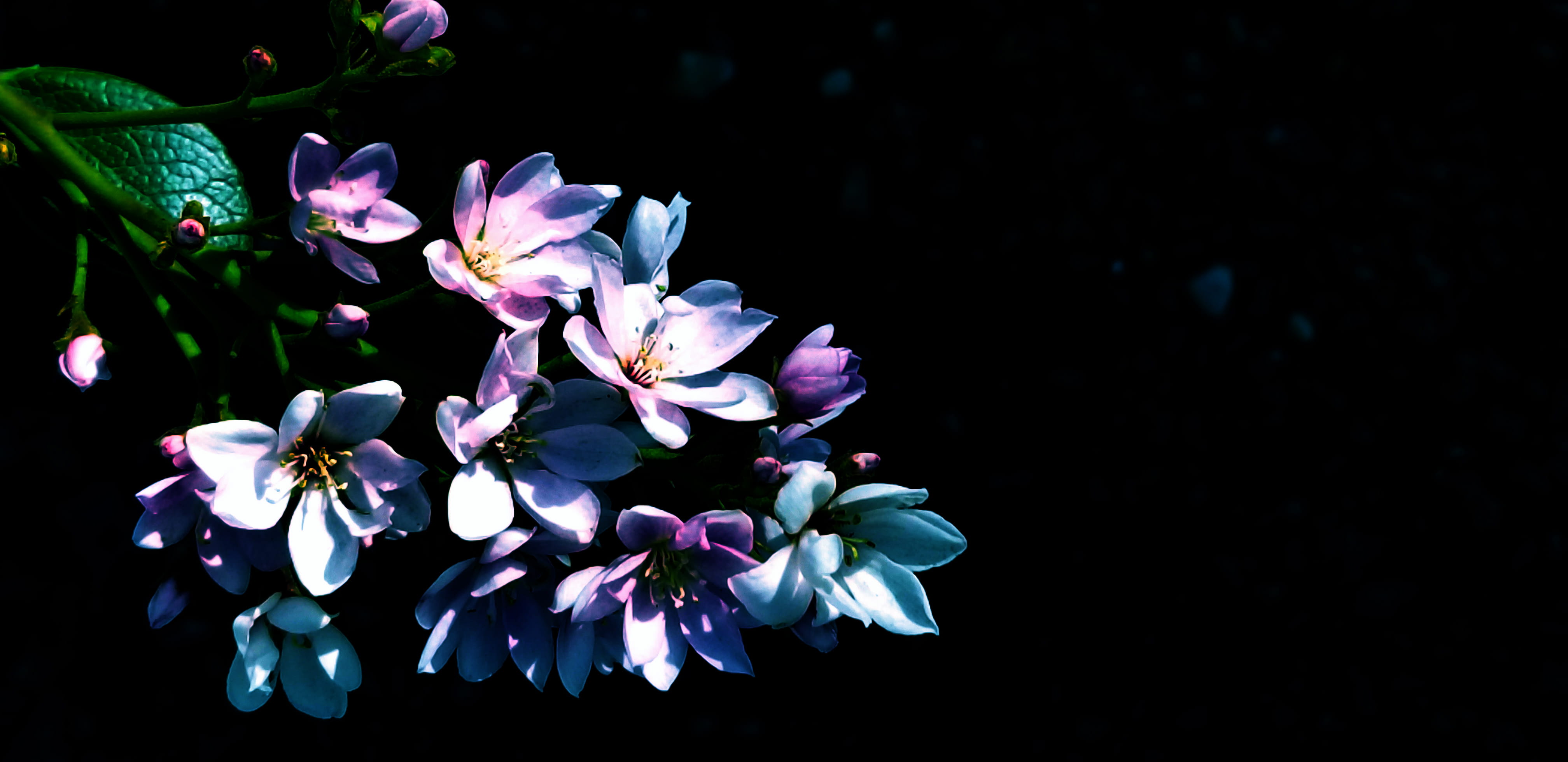united states, flora, feminine, macro, blossom, flower, minimal, freshness, black background, purple, little tokyo, fleur, background, beauty in nature, HD Wallpaper
