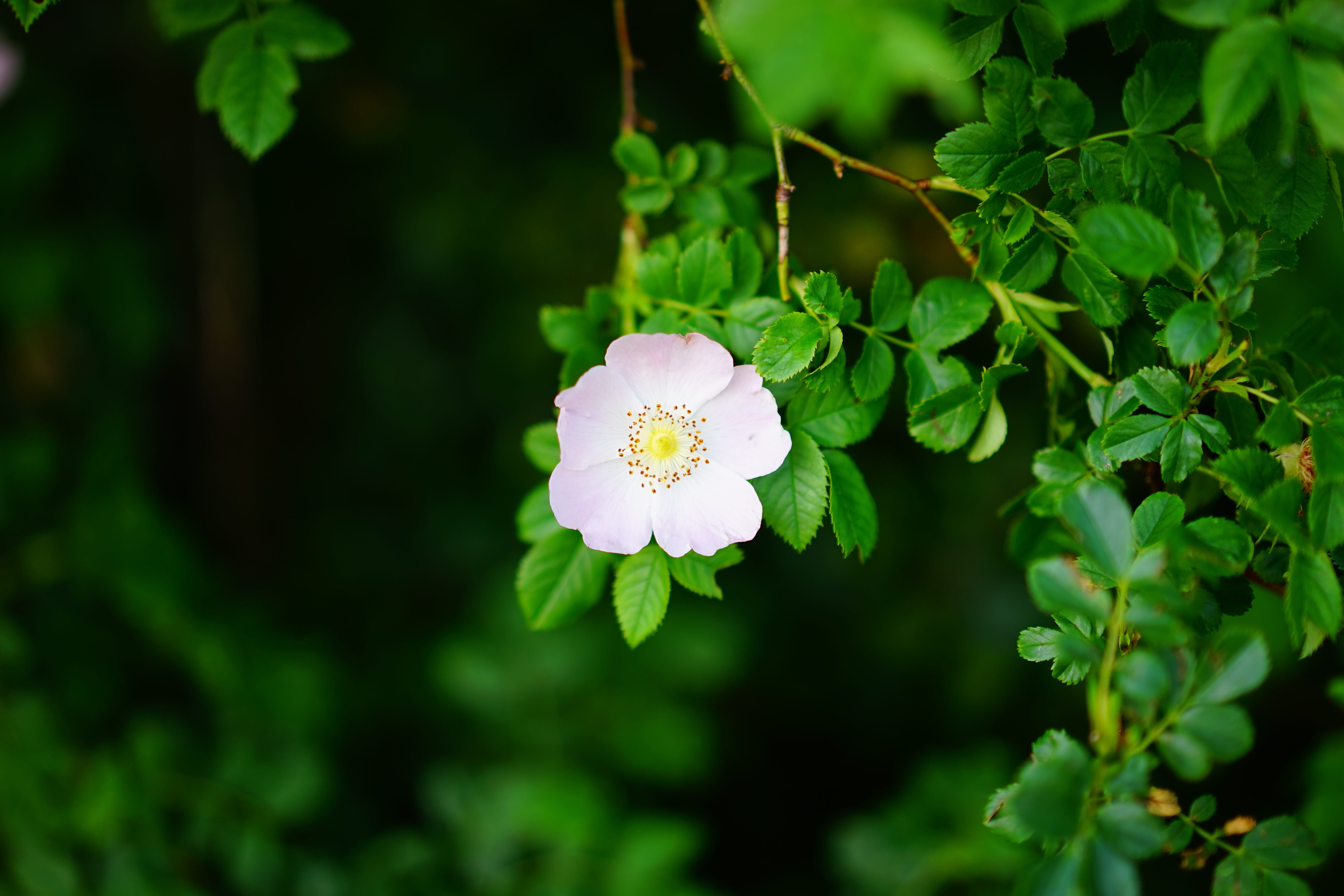light, hageman rose, beauty in nature, rose greenhouse, pink color, hell, purple, protection plantation, day, rose, pink, white, vulnerability, green color, HD Wallpaper
