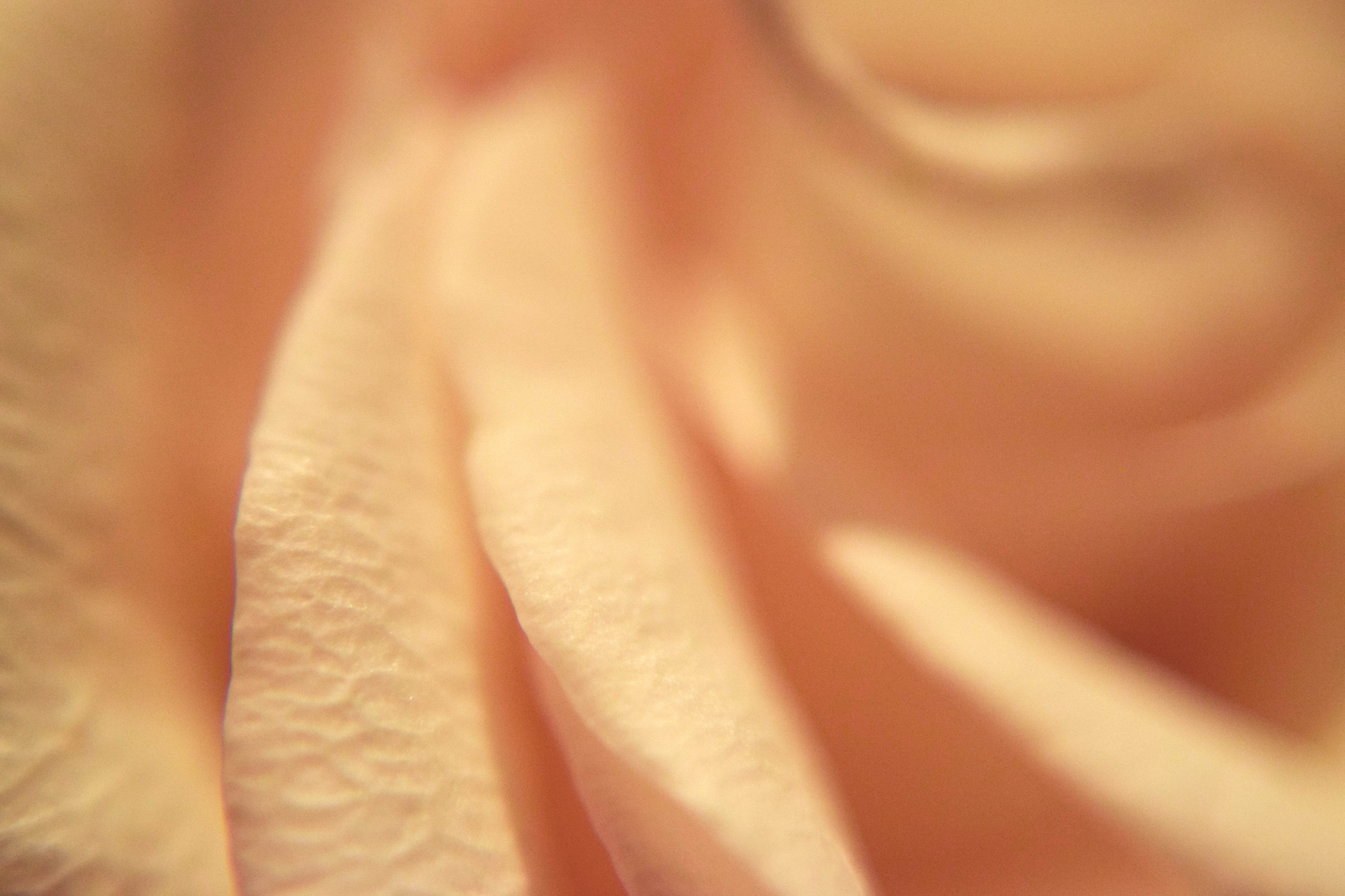 petal, decoration, gift, green, backgrounds, natural, food and drink, invitation, design, closeup, pink rose, rose, romance, photography, abstract, HD Wallpaper