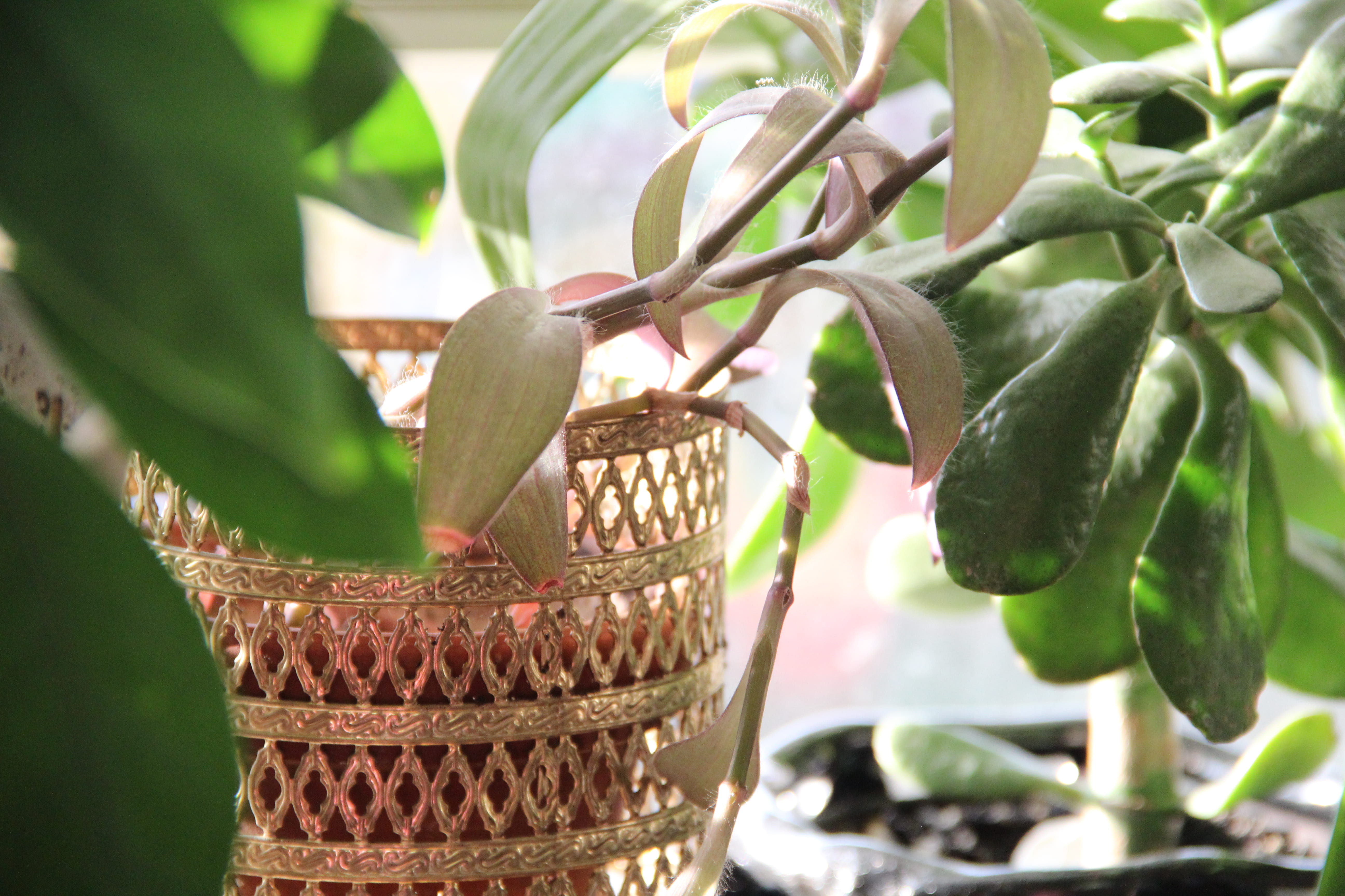 food, planter, green, healthy eating, growth, leaf, plant, close-up, freshness, punched metal, day, 5K, tree, fruit, indoor plant, beauty in nature, branch, HD Wallpaper