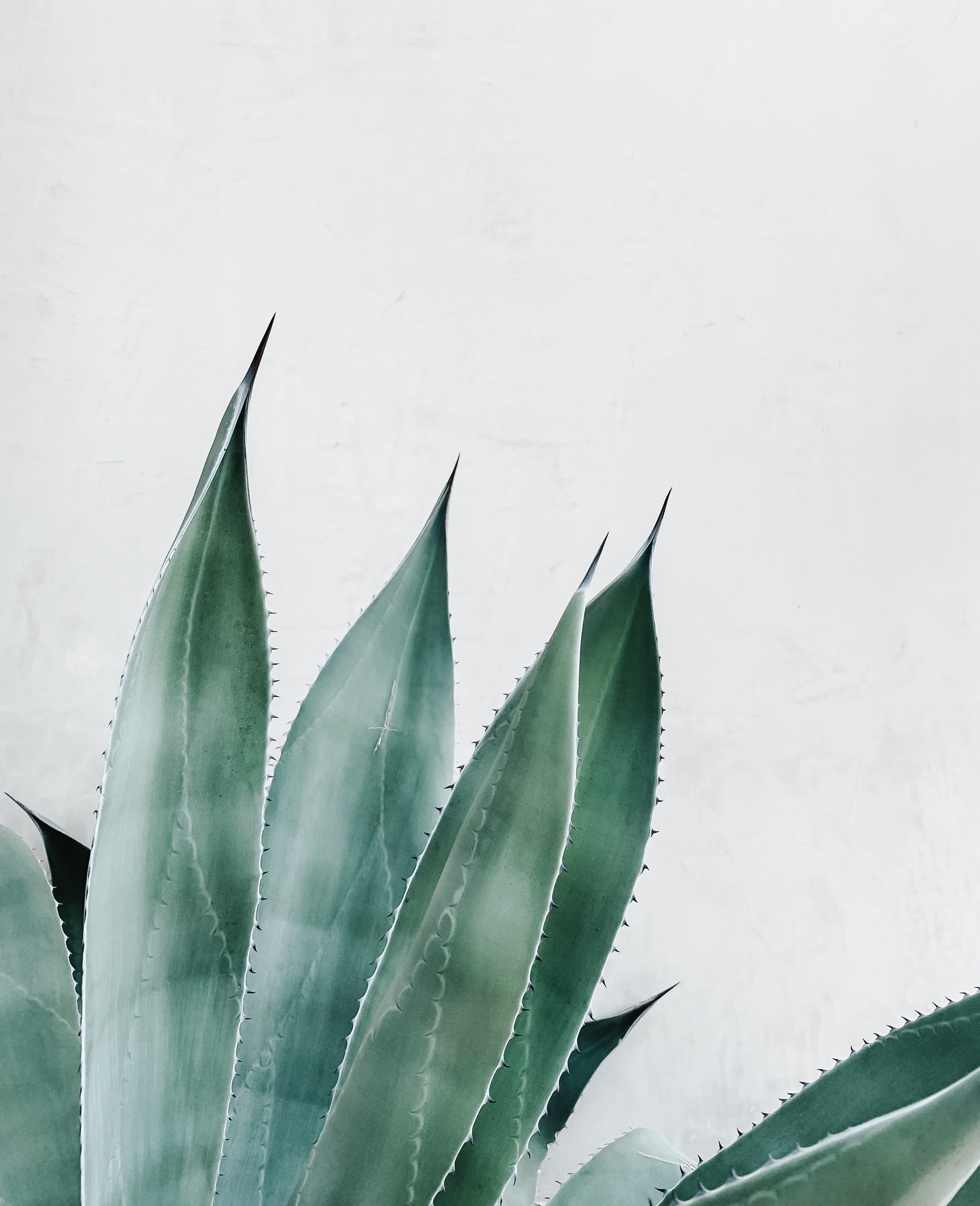 nature, united states, green, succulent, succulent plant, agavaceae, plant part, focus on foreground, blossom, sharp, white wall, fruit, spiky, aloe, thorn, Phone HD Wallpaper