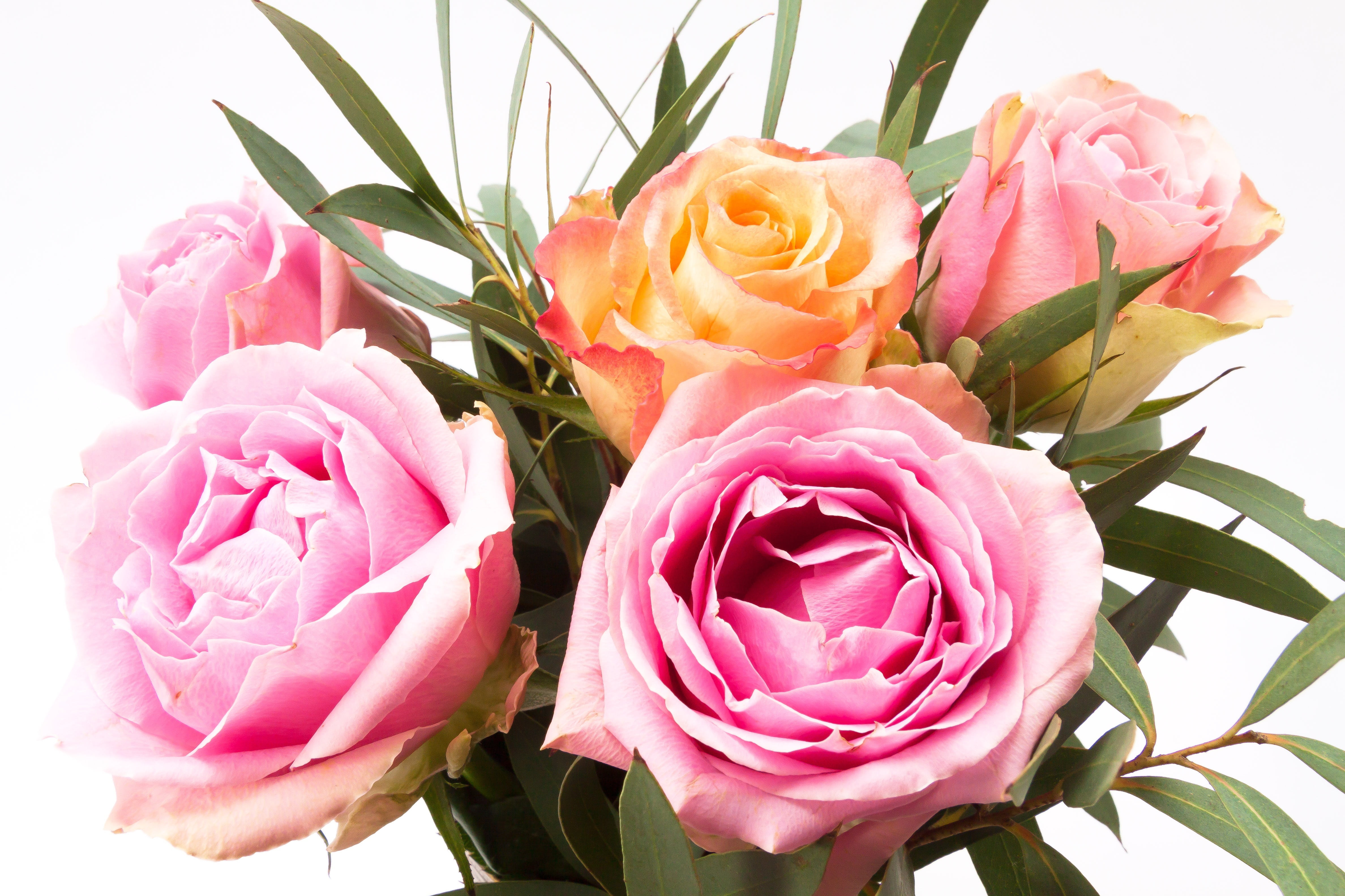 flowering plant, growth, bloom, freshness, decorative, fragility, red, no people, lush, roses, rose - Flower, pink Color, bouquet, orange, vulnerability, HD Wallpaper