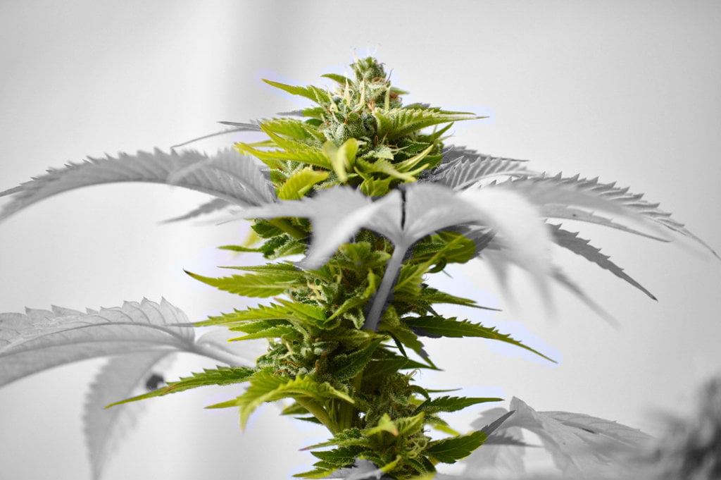 Outdoor, Medical Cannabis, background, Medical  Cannabis, Cannabis Sativa, Genetics, leaves, Organic, SB, Prop  215, plant, sativa, Seed, green leaves, HD Wallpaper