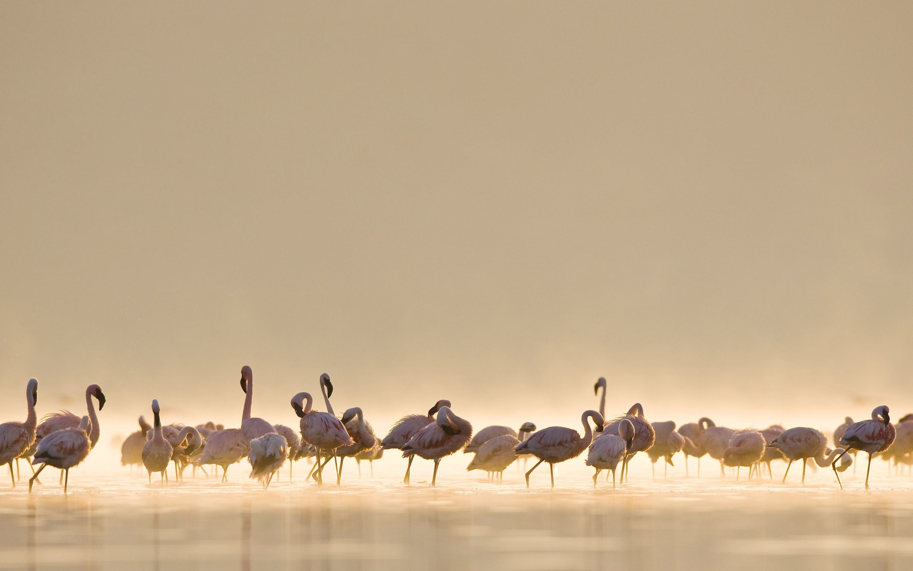 Landscapes, 2K, Macintosh, flamingos, inc, Apple Inc., art, hd, apple, technology, HD Wallpaper