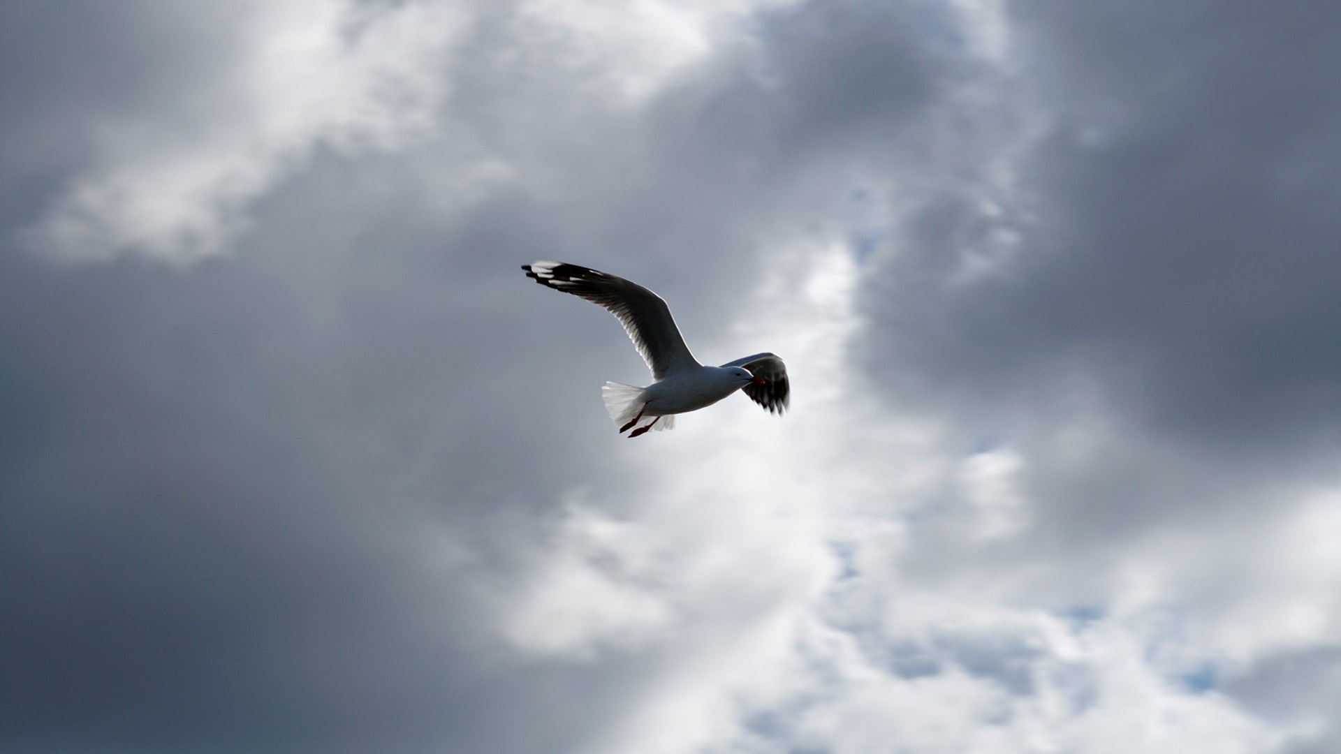 nature, sky, fly, bird, animals, 1080P, HD Wallpaper