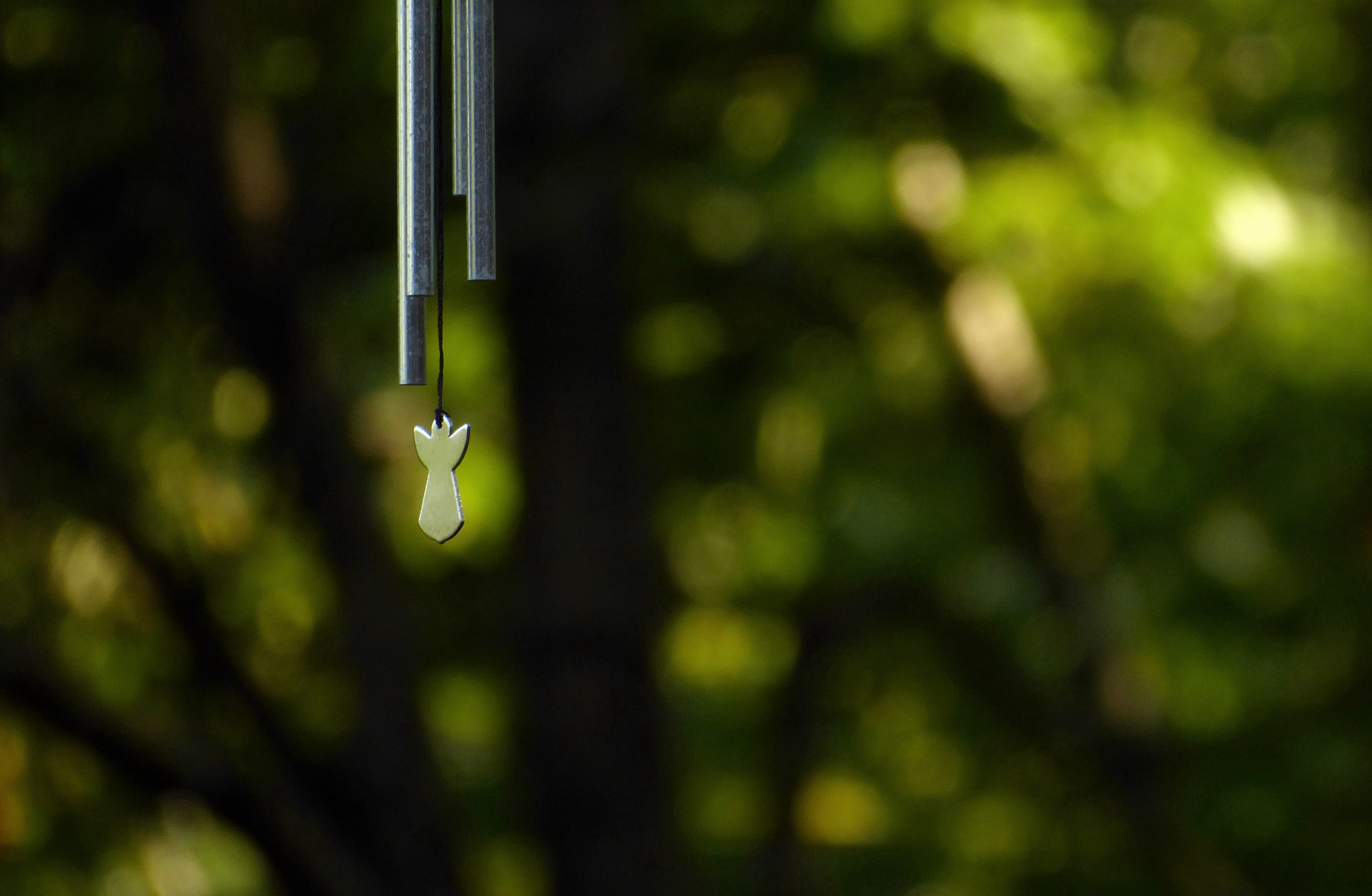 growth, selective focus, water, angel, vulnerability, dew, nature, 2K, environment, coniferous tree, wind, tree, chime, garden, music, metal, close-up, HD Wallpaper