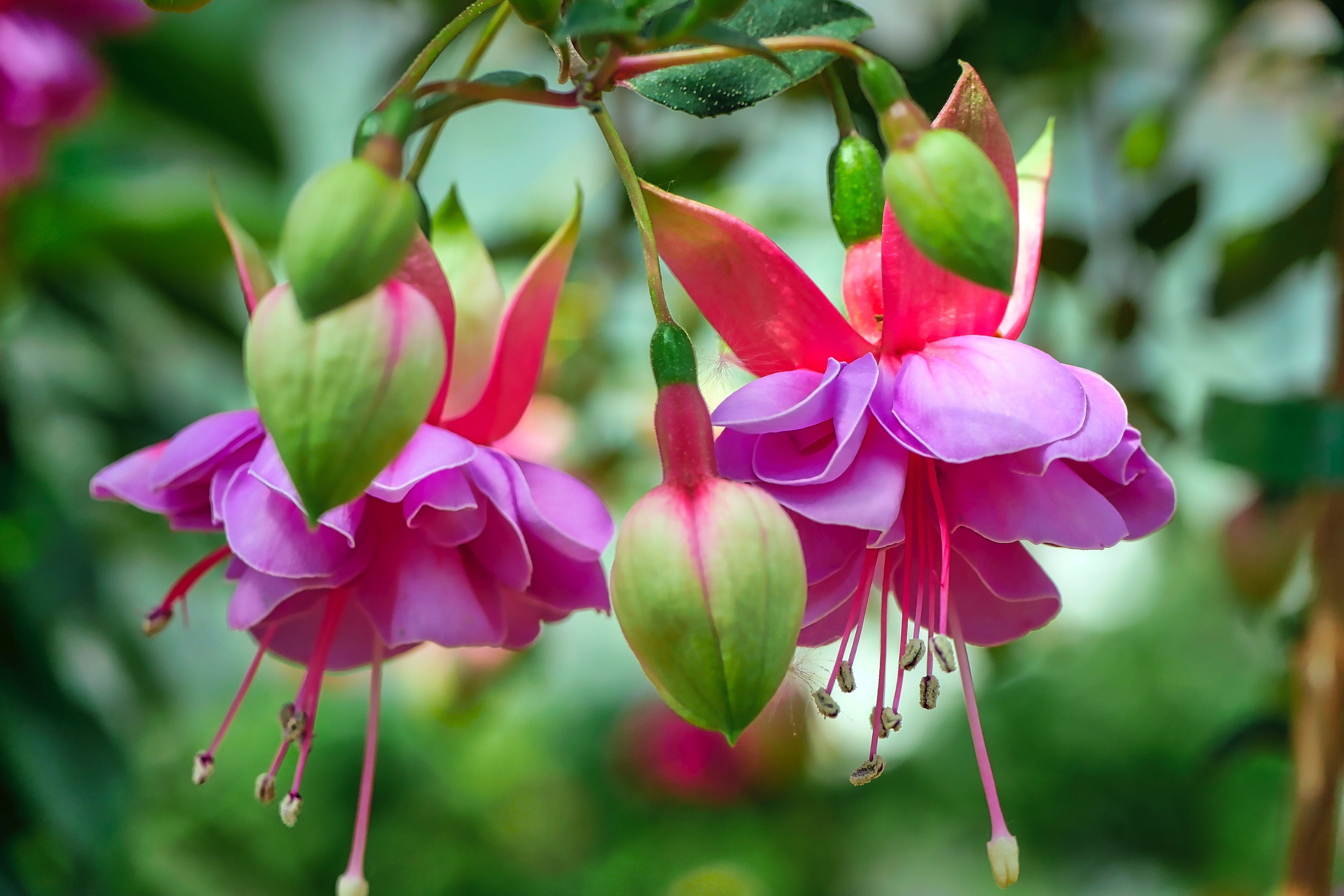 fragility, ornamental plant, plant part, flora, nature, freshness, flowering plant, balcony plant, growth, no people, inflorescence, leaf, 4K, fuchsia wind chime, HD Wallpaper