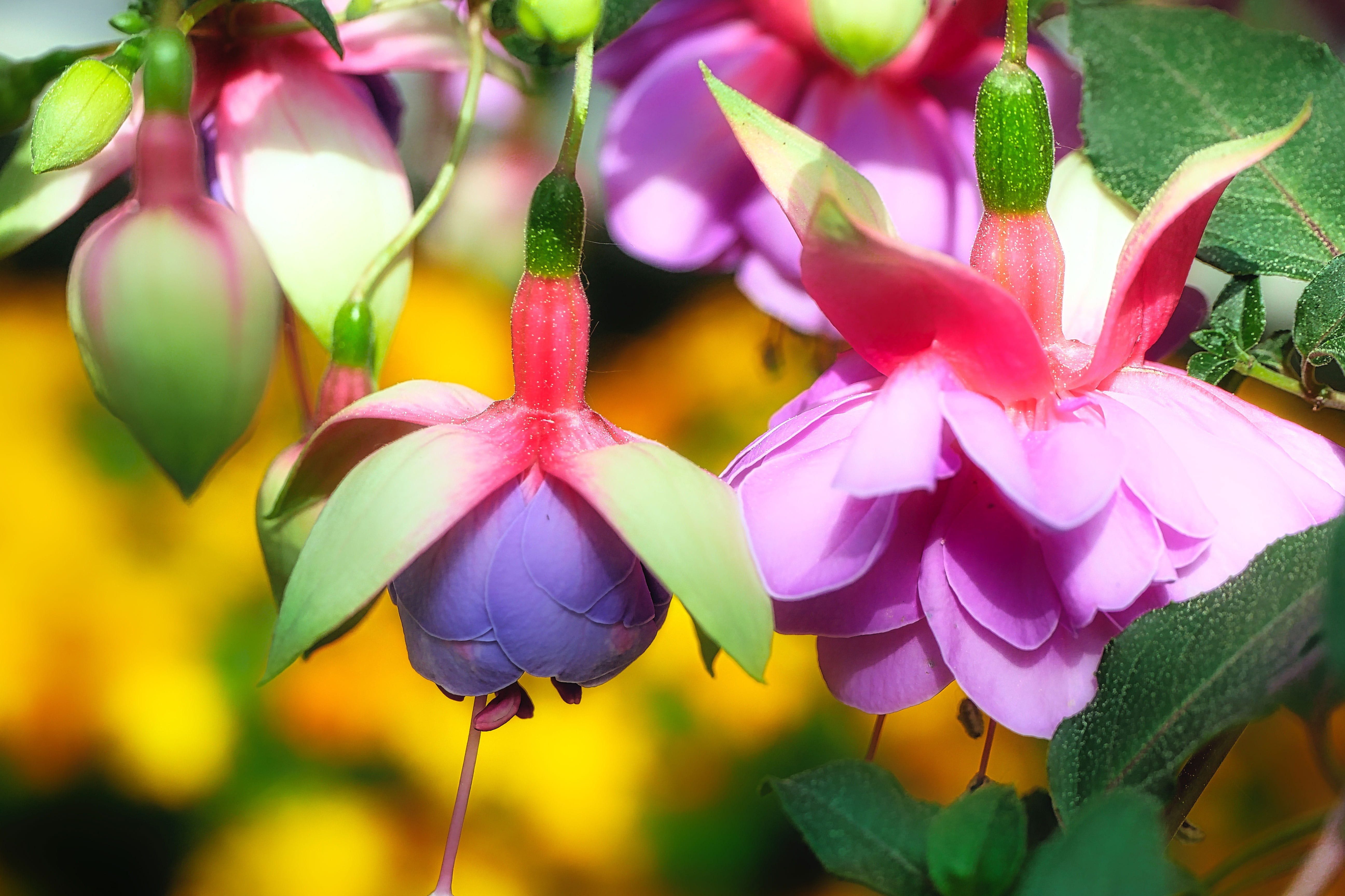 leaf, flower, no people, flower head, vulnerability, garden, day, nature, ornamental plant, fuchsia wind chime, springtime, petal, outdoors, balcony plant, HD Wallpaper