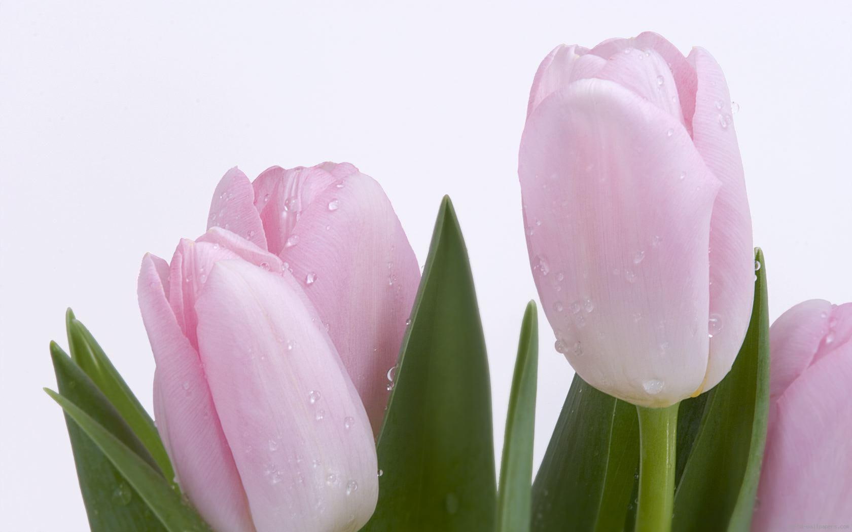 love, pink, mother, tulip, flower, 720P, nature, HD Wallpaper