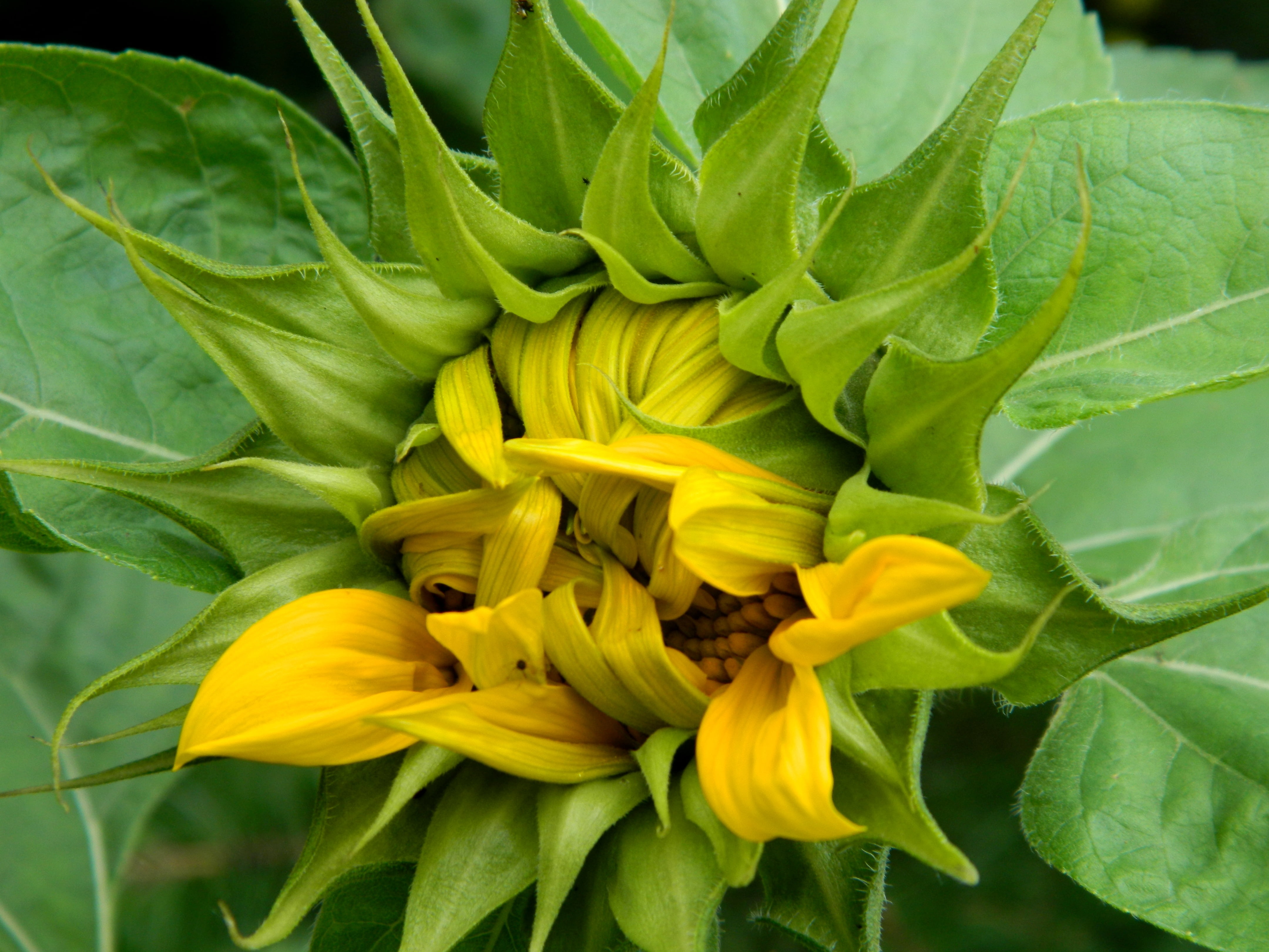 Natur, plants, Mutters, mothers, plant, close, Sunflower, gear, yellow, flowers, bloom, start, flowering, nature, Blumen, leaf, flower, me, zu, close-up, HD Wallpaper