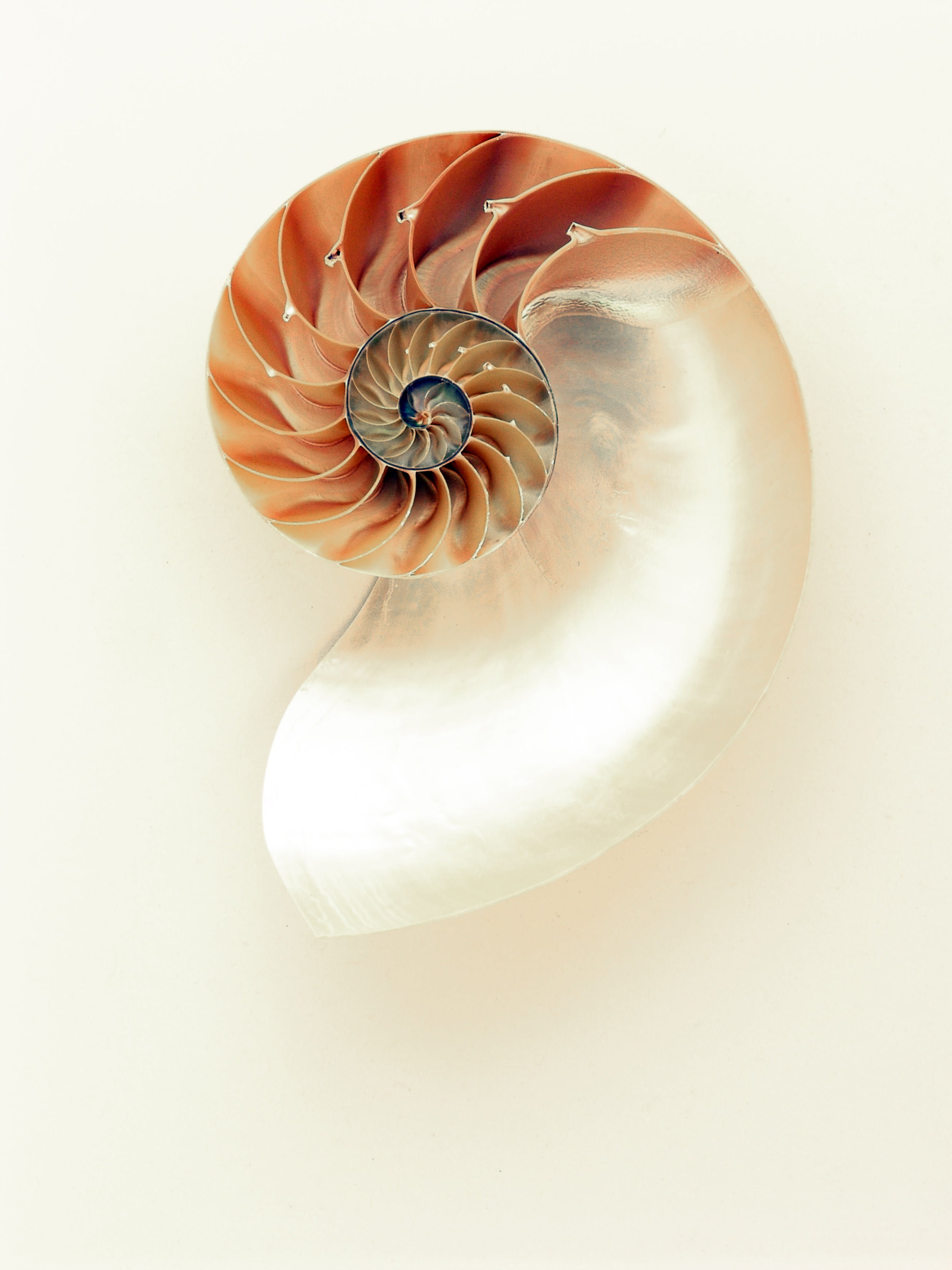 animal, animal wildlife, flower, spiral, shell, animal Shell, nature, white background, beauty in nature, pattern, seashell, no people, cephalopod, close-up, Phone HD Wallpaper