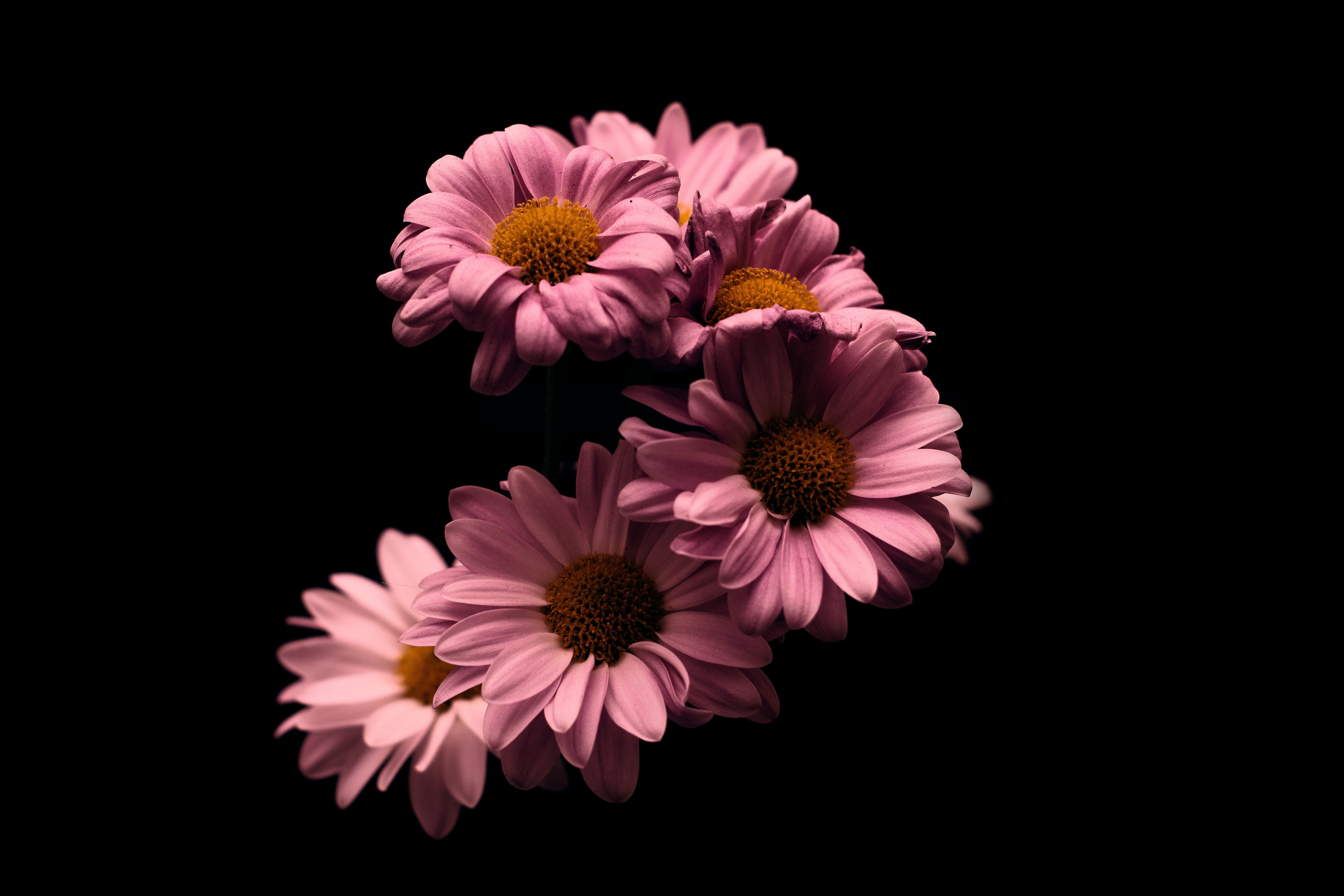 bud, summer, growth, pink color, flowers, pollen, copy space, black background, fragility, petal, mother, rosa, freshness, botany, indoors, garden, pink, HD Wallpaper
