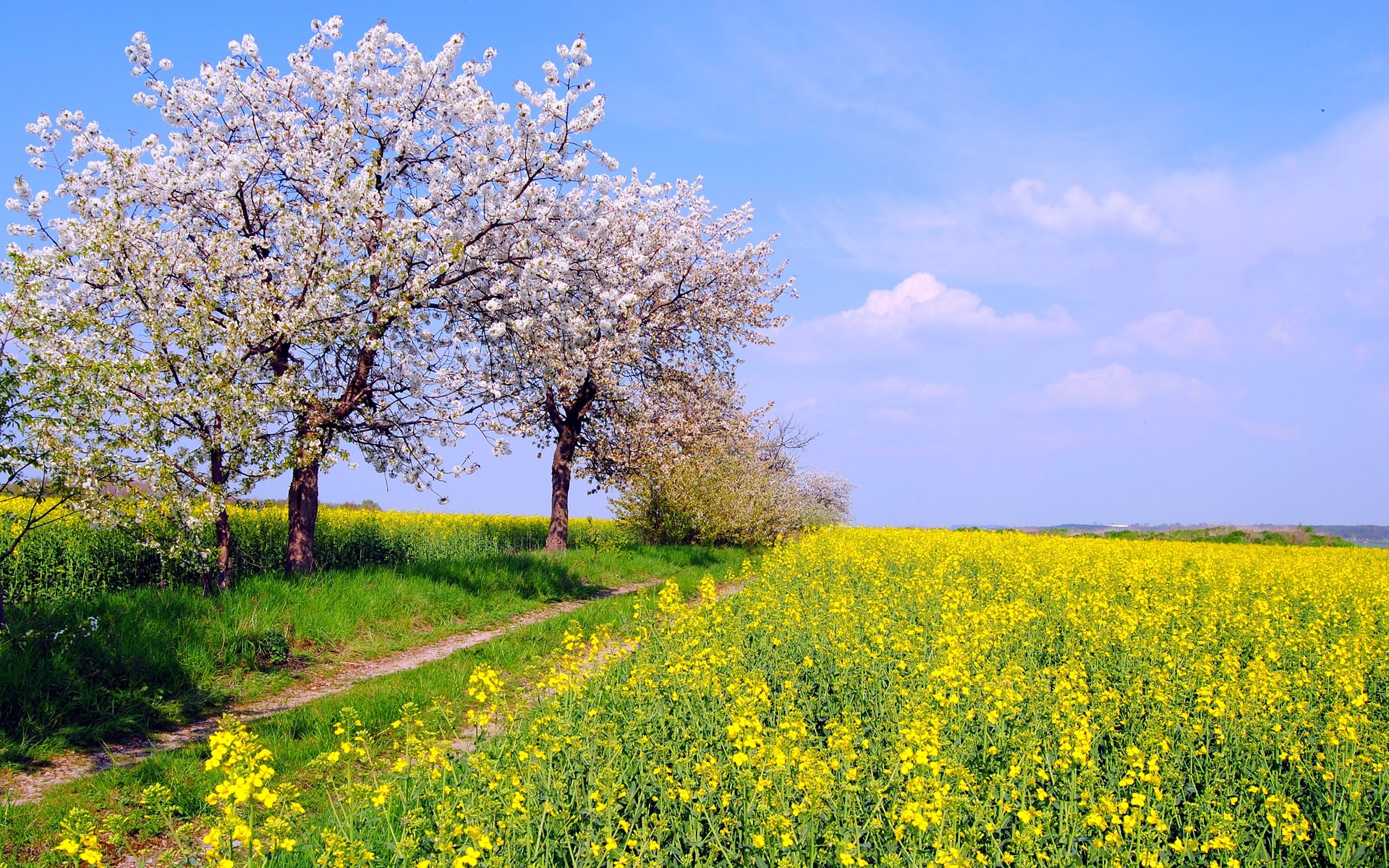 field, Spring, 1080P, Germany, Nature, Scenery, rapeseed, Flowers, Fields, Blue, Sky, yellow, HD Wallpaper