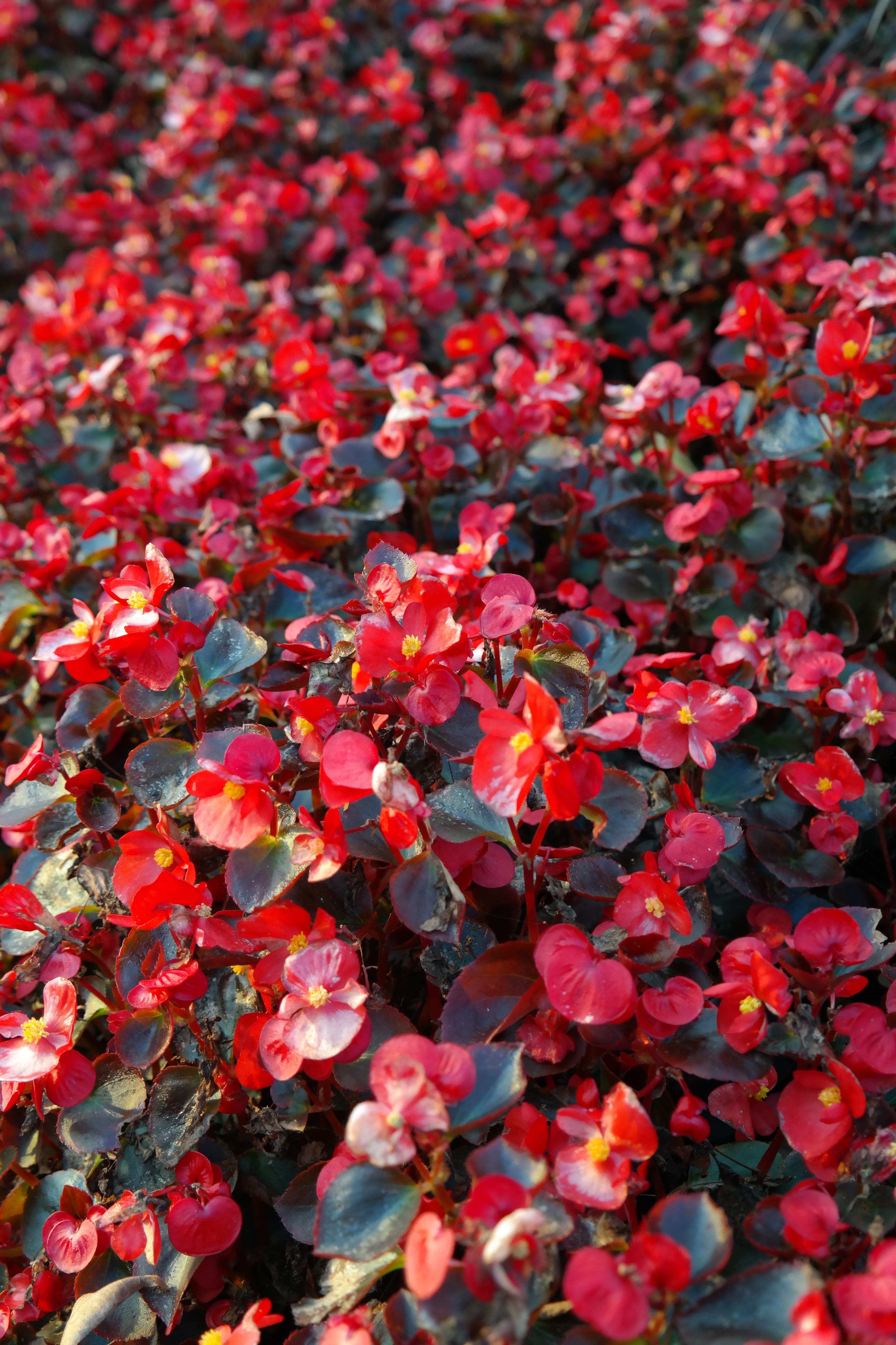 inflorescence, balcony plant, fragility, day, flora, outdoors, colorful, high angle view, color, flowers, nature, backgrounds, 5K, begonia leaf plants, Phone HD Wallpaper