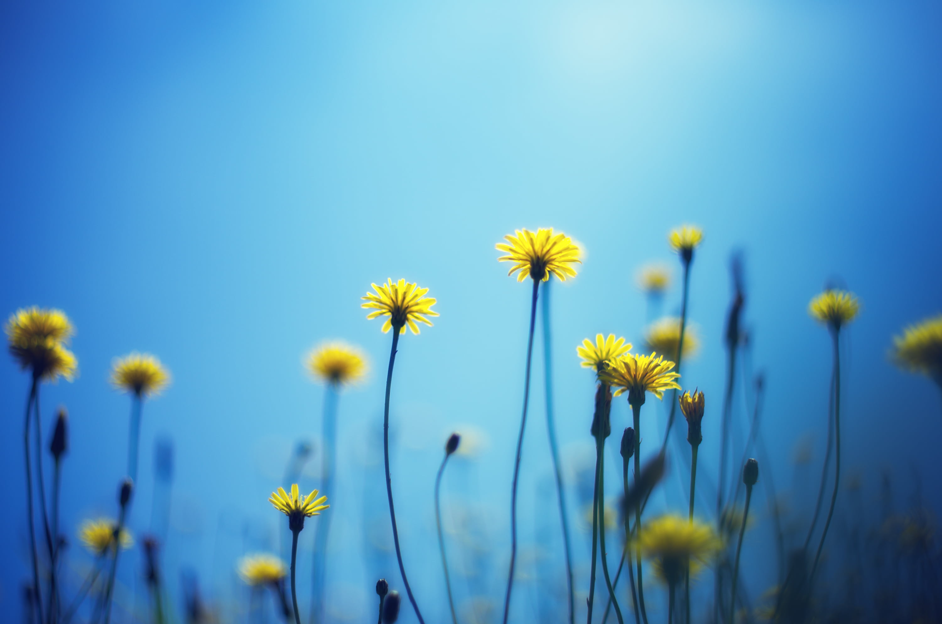 Flower, yellow, blue, field, outdoors, タンポポ, CZJ, beauty In Nature, sky, rural Scene, summer, MC, Blue  Sky, Sunflowers, M42, daisy, 2K, Dandelion, sunlight, HD Wallpaper