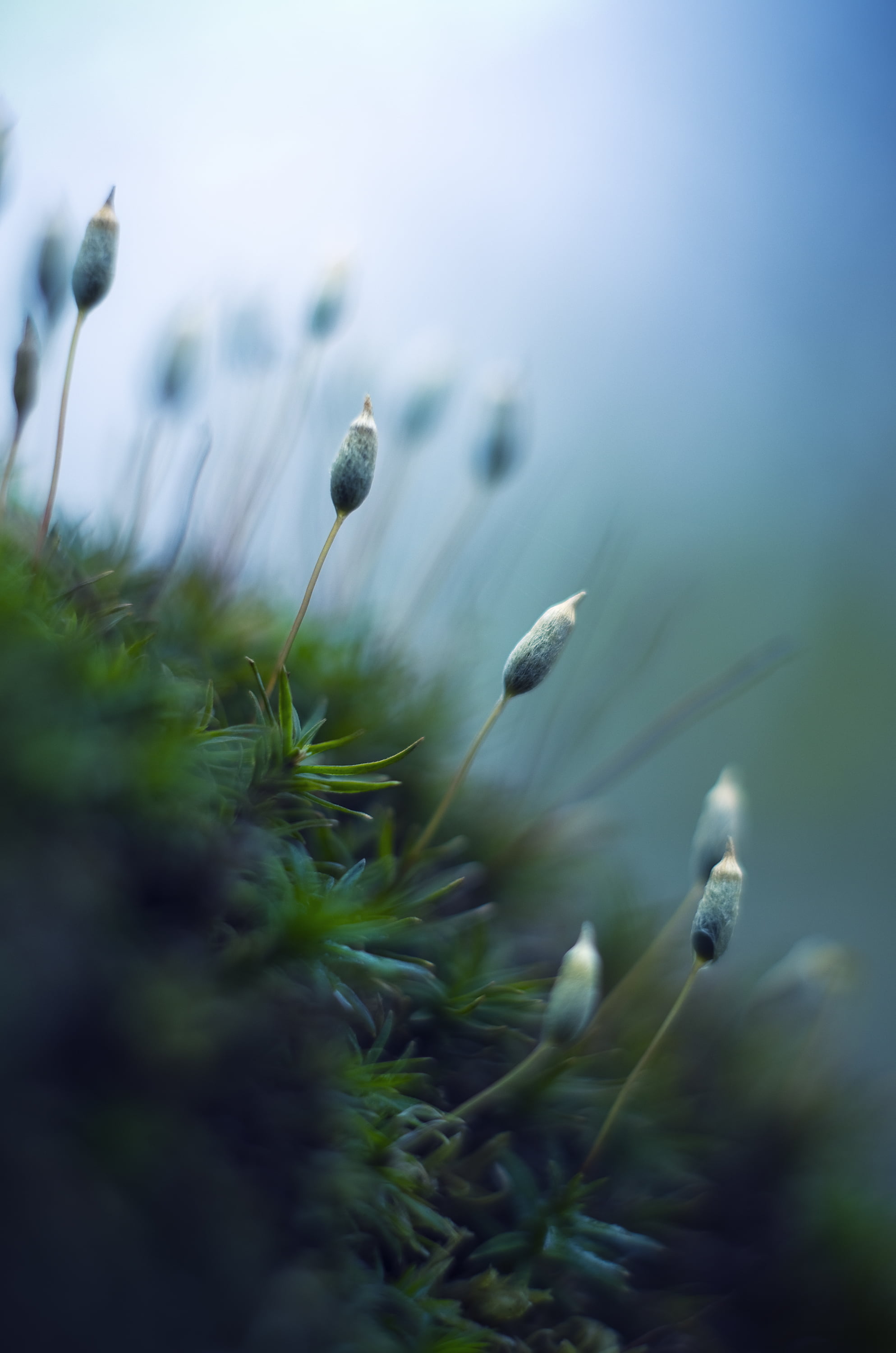 MC, PENTAX  K-5, close-up, peacock feather, M42, photography, feather, f1.8, CZJ, macro, moss, plant, nature, 2K, peacock, Phone HD Wallpaper