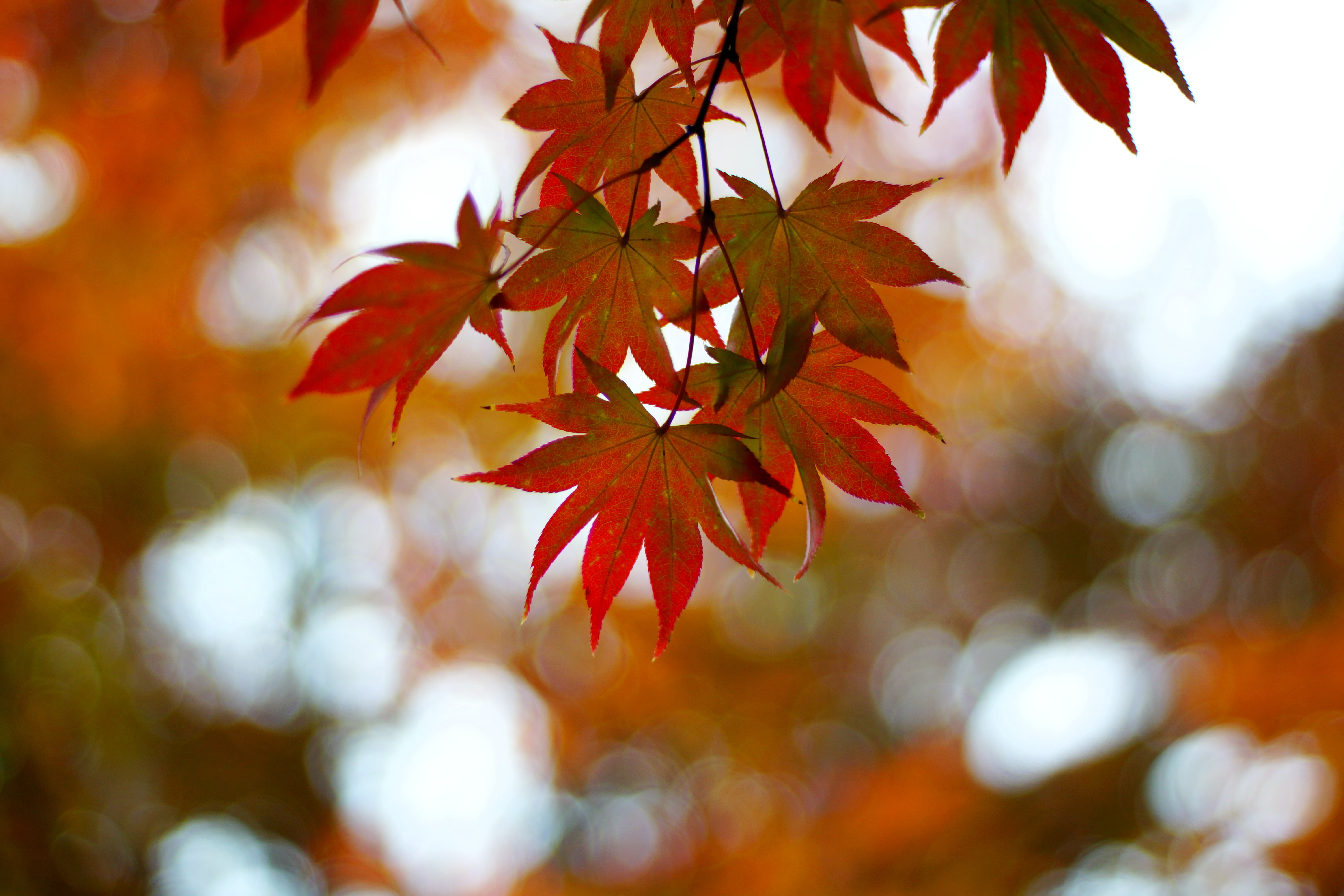 DS, tilt, outdoors, backgrounds, japanese, season, red, forest, beauty In Nature, yellow, colors, maple, angled, orange Color, gold Colored, branch, sunlight, HD Wallpaper
