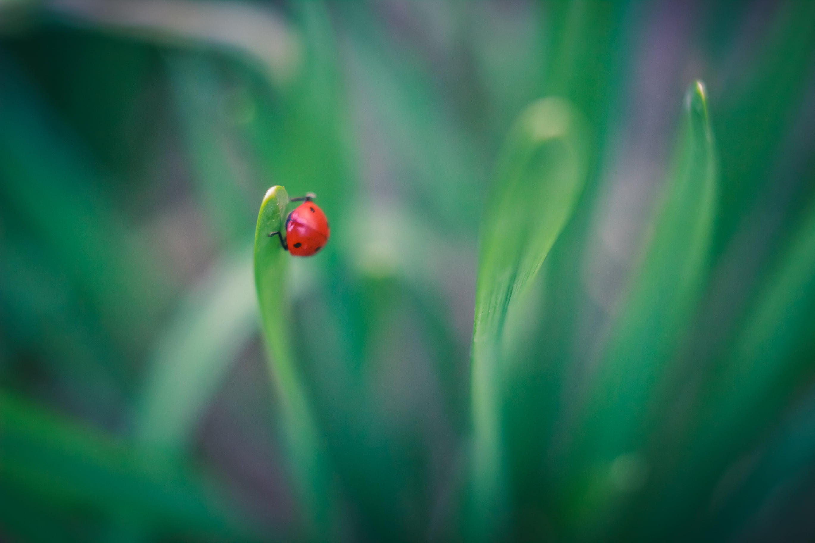 insect, bucharest, lady, bucarest, plant, Canon, nature, macro, grass, 600D, romania, green Color, garden, ladybug, Carl  Zeiss, bokeh, bug, sorin, lady bug, HD Wallpaper
