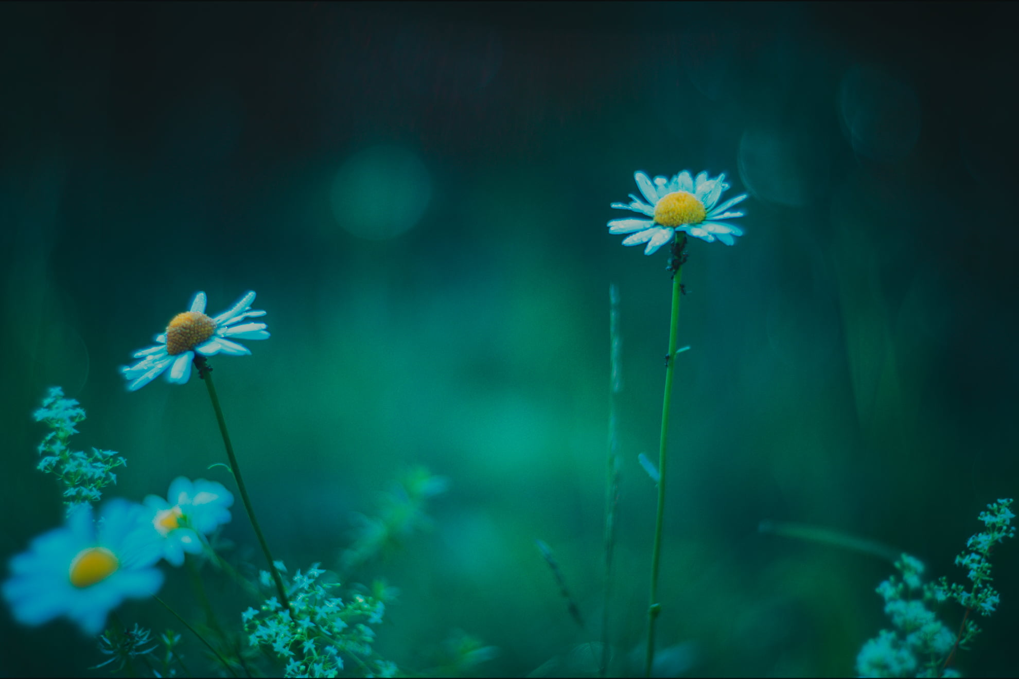 Reducer, Zhongyi, Lens, meadow, daisy, Turbo, SUPER, Adapter, white, grass, green Color, springtime, yellow, outdoors, flower, freshness, Fuji, M42 mount, HD Wallpaper