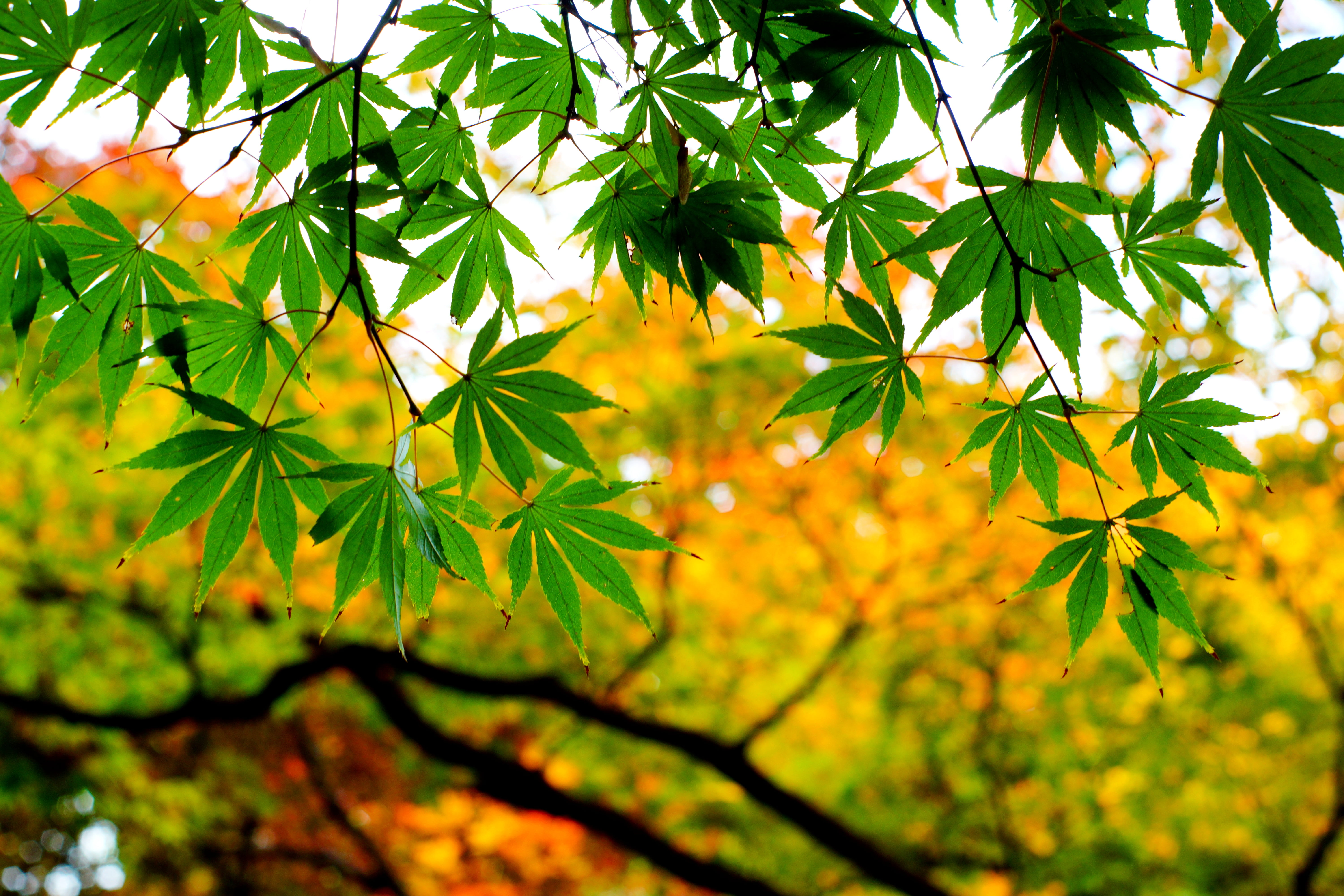 Maple, Healing, photography, focus, M42, F1.4, outdoors, tree, season, leaf, green Color, nature, sunlight, forest, autumn, Takumar, branch, plant, cannabis, HD Wallpaper