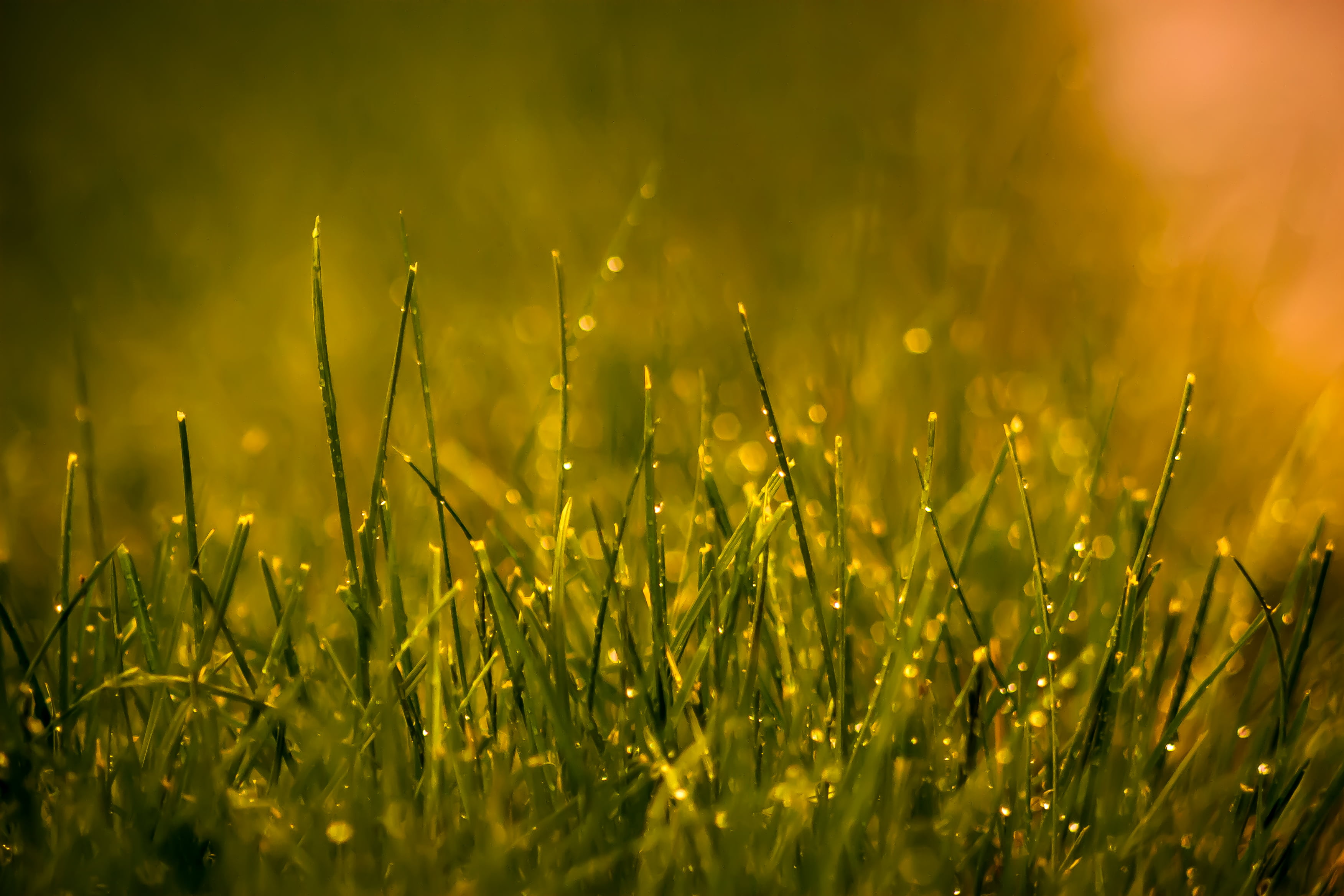 closeup photography, f/2.8, summer, springtime, natural, nature, freshness, meadow, rain, green Color, macro, outdoor, plant, 2K, mother  nature, droplets, HD Wallpaper