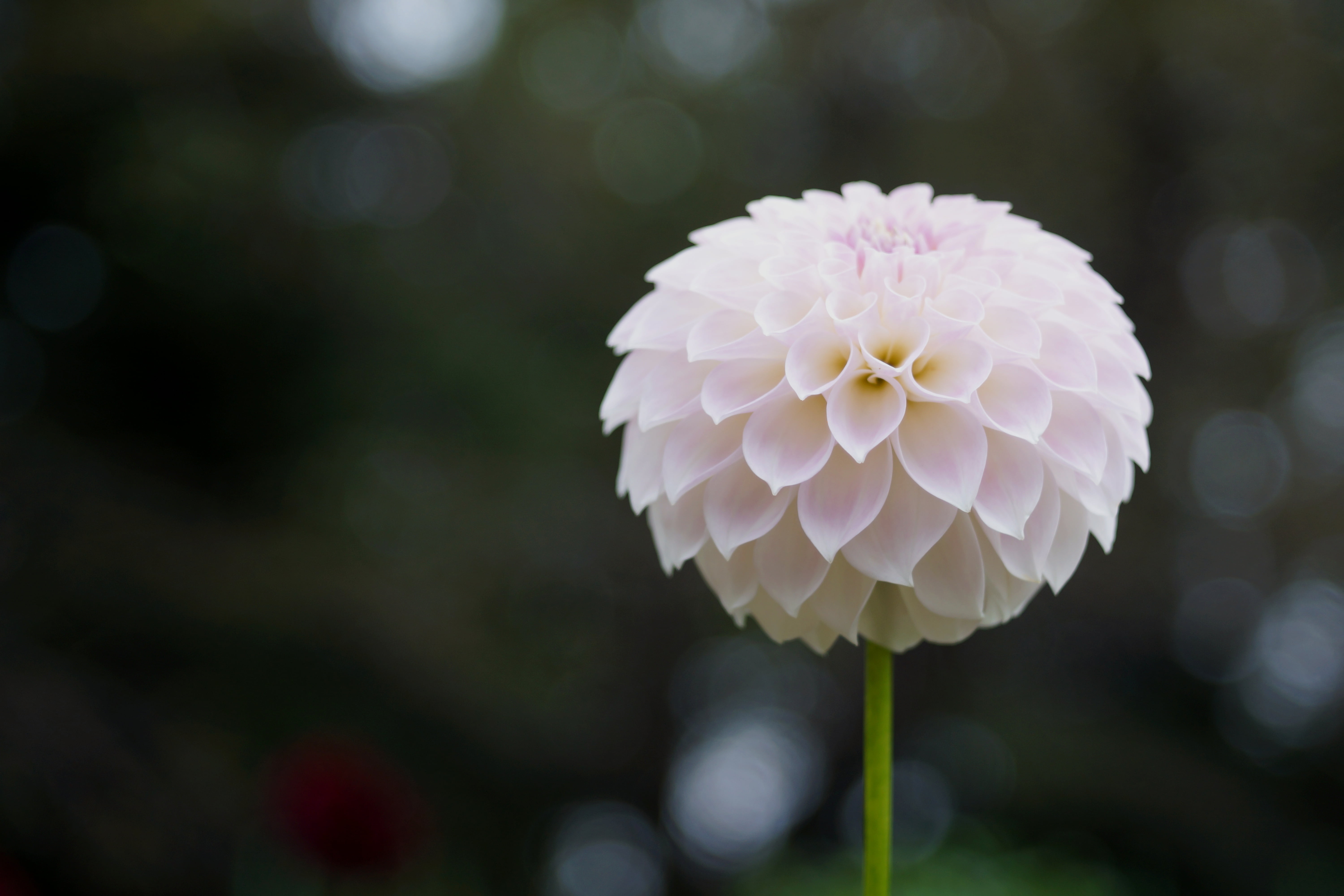 ダリア, petal, flower, F2.8, M42, photography, summer, close-up, plant, flower Head, 5K, Clear, macro, nature, Color, Tessar, beauty In Nature, pink Color, HD Wallpaper
