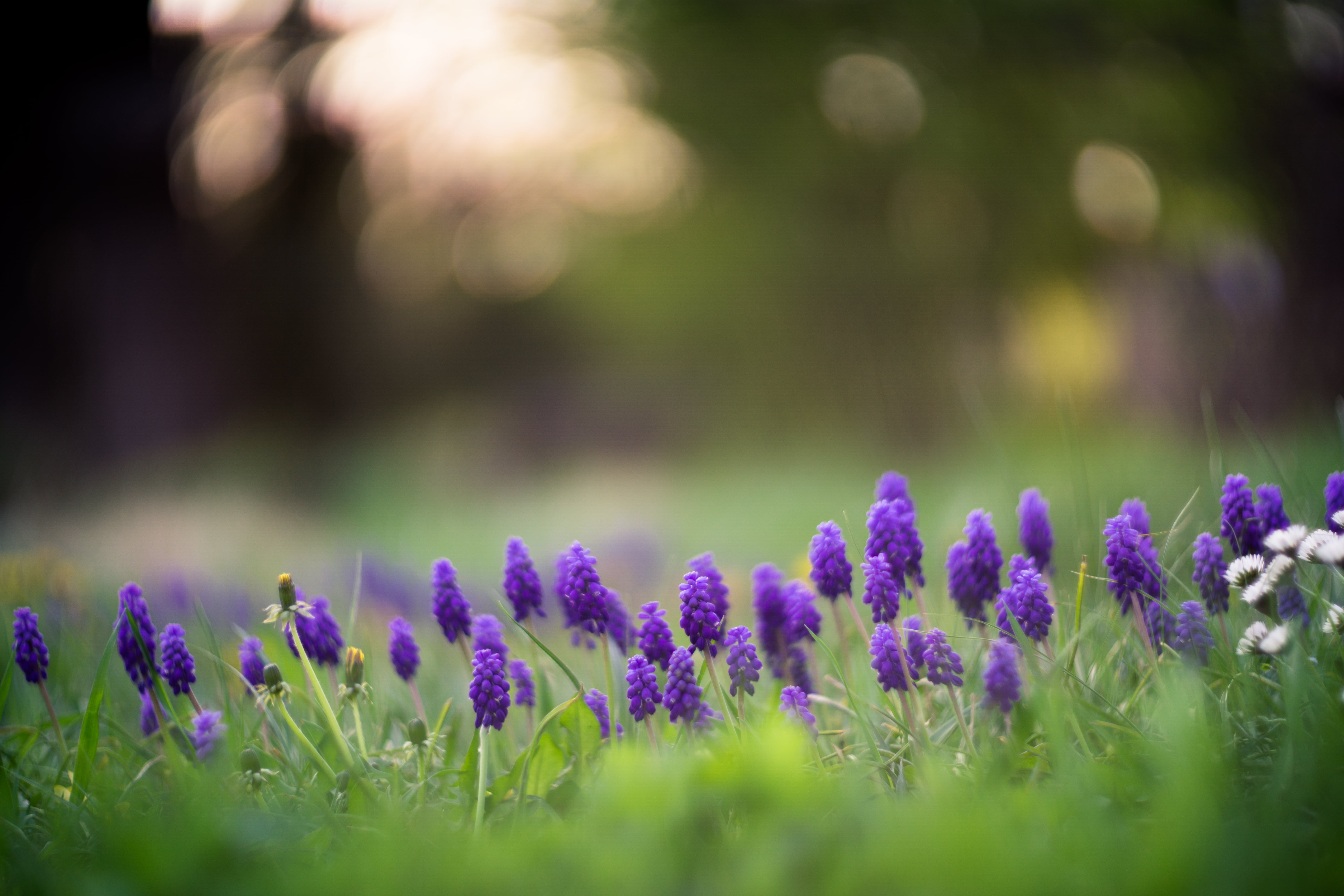 meadow, springtime, Helios, M42, green Color, lavanders, summer, f/1.5, 5K, beauty In Nature, photography, purple, macro photography, nature, flower, plant, HD Wallpaper