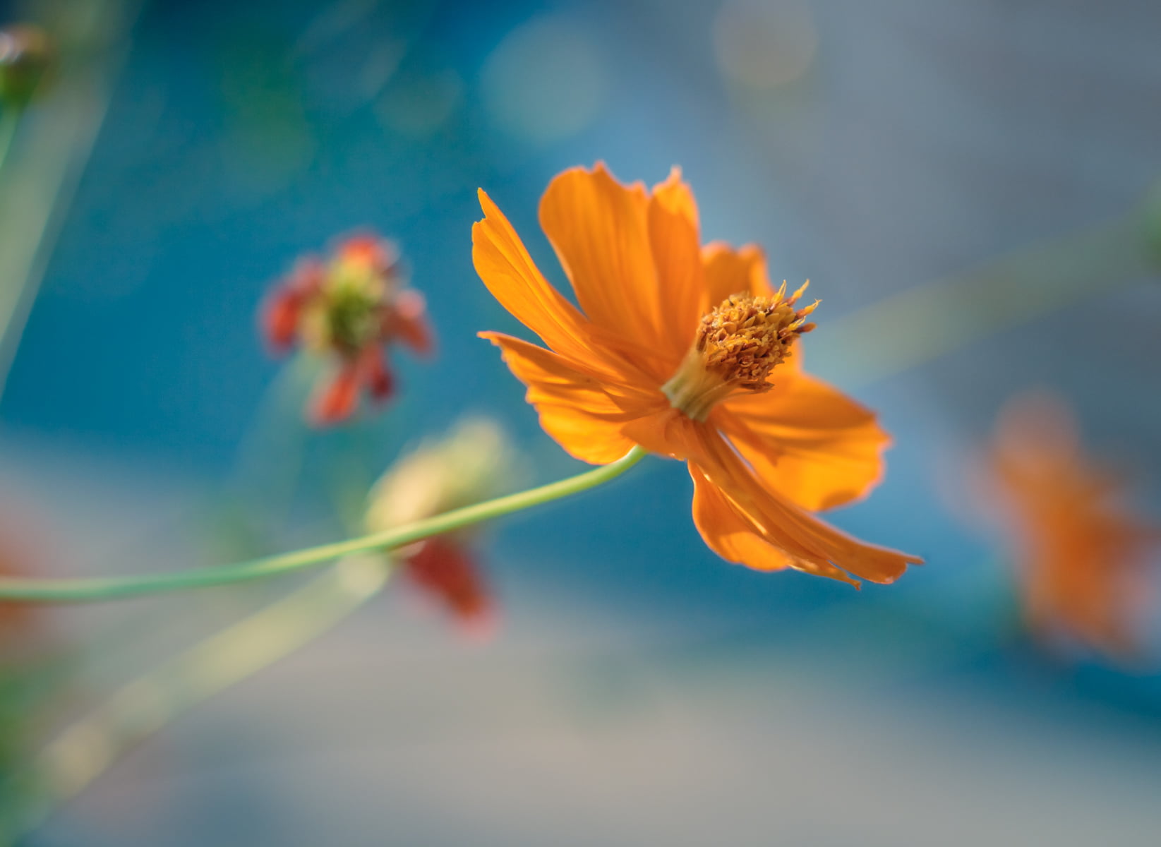 flower, close-up, sorin, vintage, selective focus, nature, orange, beauty In Nature, photo, outdoors, yellow, plant, Cosmos, russian, 720P, f/1.8, zenit, HD Wallpaper