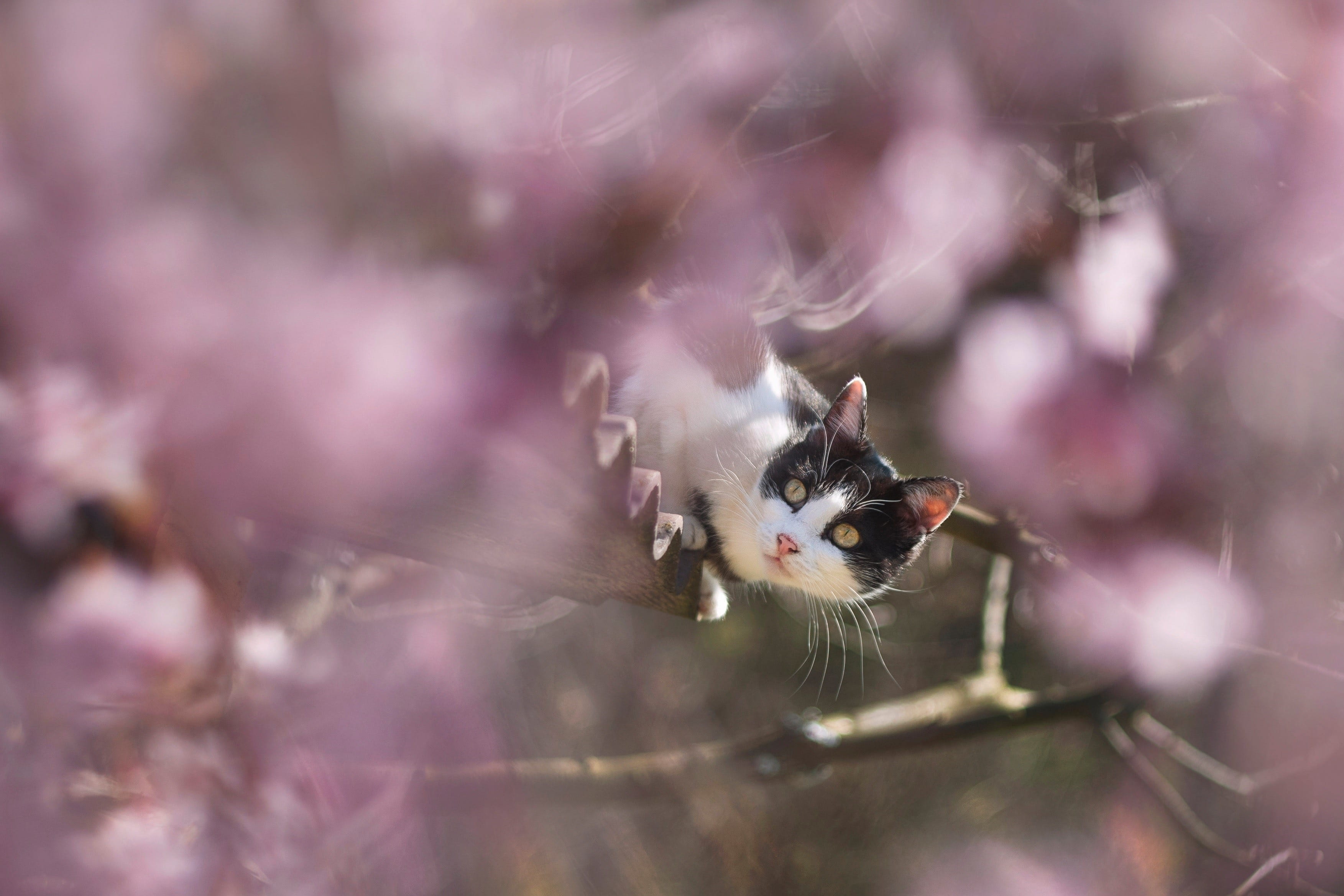 invertebrate, flowers, spider web, cat, pollination, close-up, spring, black and white cat, Tuxedo cat, insect, animals in the wild, 2K, pink, poisonous, HD Wallpaper