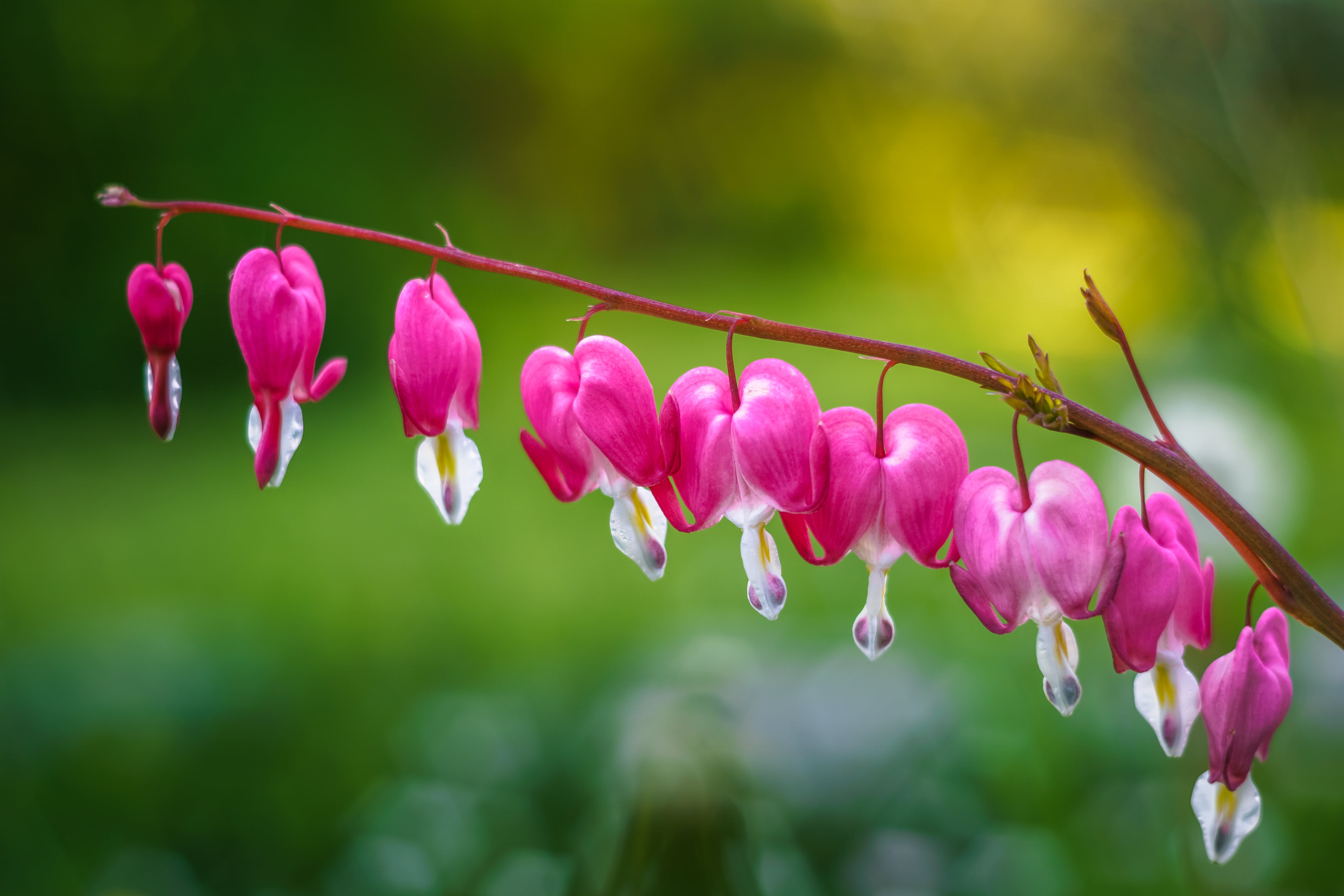 selective focus, bleeding, special, photography, freshness, outdoors, Pentacon, plant, flower, focus, heart, close-up, Bleeding Heart, pink Color, nature, HD Wallpaper