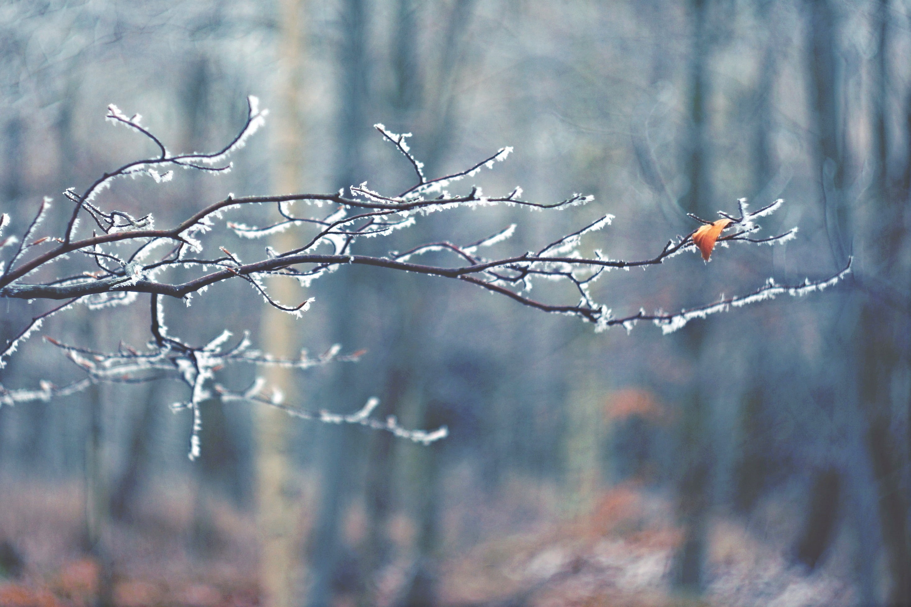 focus on foreground, one, autumn, bare tree, coniferous tree, frost, snowing, winter, cold temperature, change, beauty in nature, snow, ice, forest, branch, HD Wallpaper