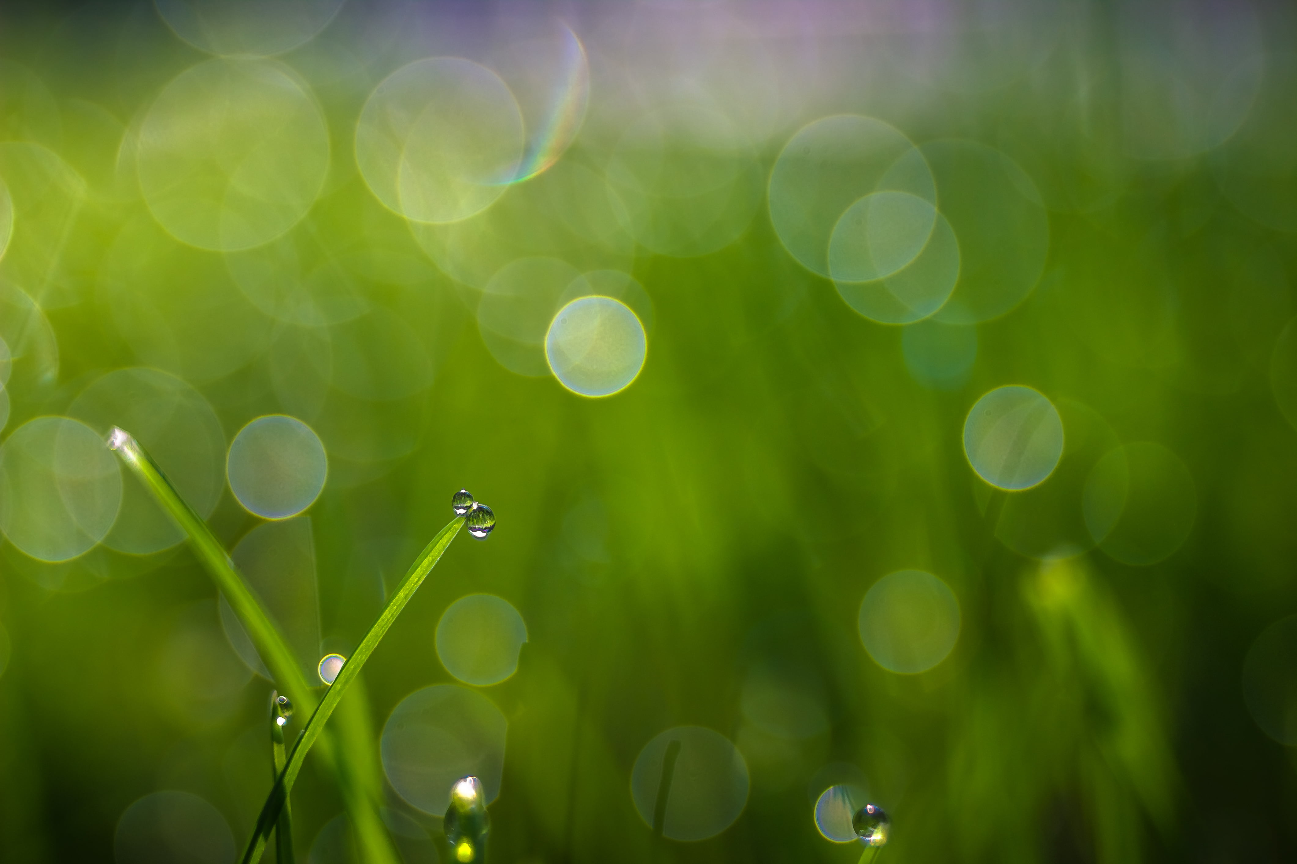 Jenna, grass, leaves, photo, defocused, 4K, romania, environment, springtime, green, 35mm, abstract, drop, Dew, raindrop, time, M42, plant, bokeh, summer, HD Wallpaper