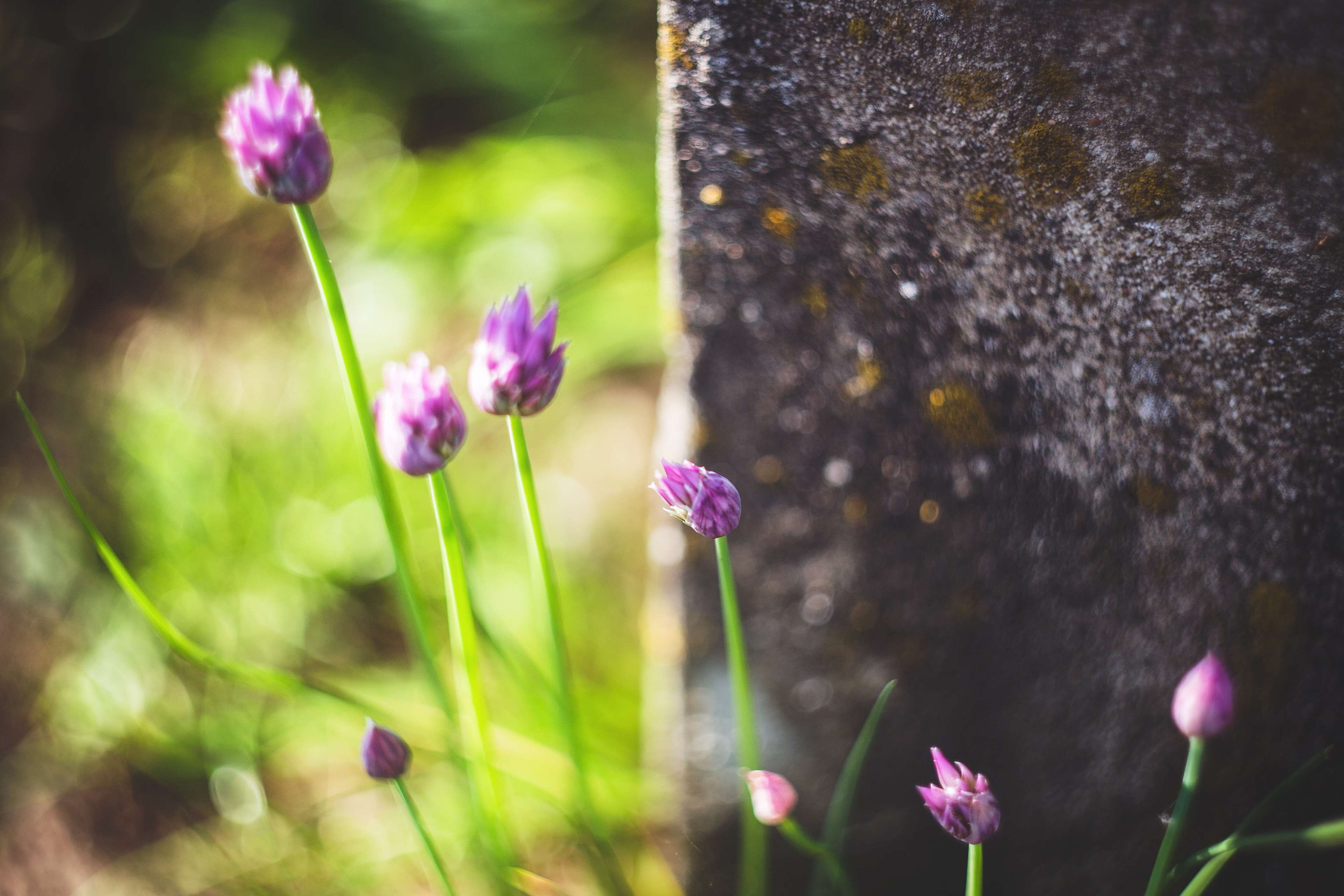 beauty in nature, macro, helios44, flower head, flowering plant, selective focus, m42, closeup, outdoors, retro, plant stem, vintage, green, plant, growth, HD Wallpaper