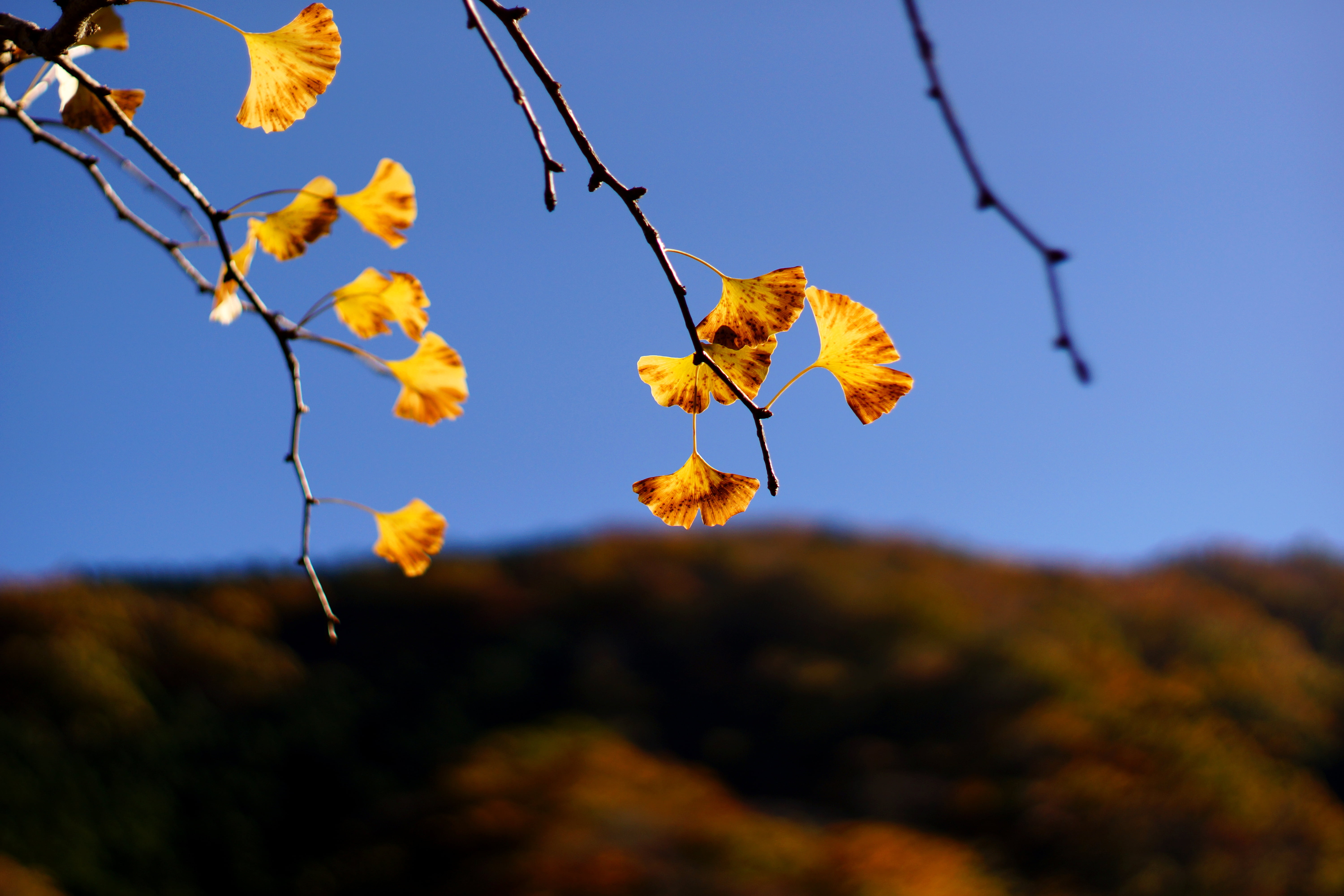 leaf, M42, leaves, beauty In Nature, tree, 5K, autumn, F1.4, outdoors, Super, brown, photo, Ginkgo, 銀杏, close up, close, daytime, Takumar, nature, yellow, HD Wallpaper
