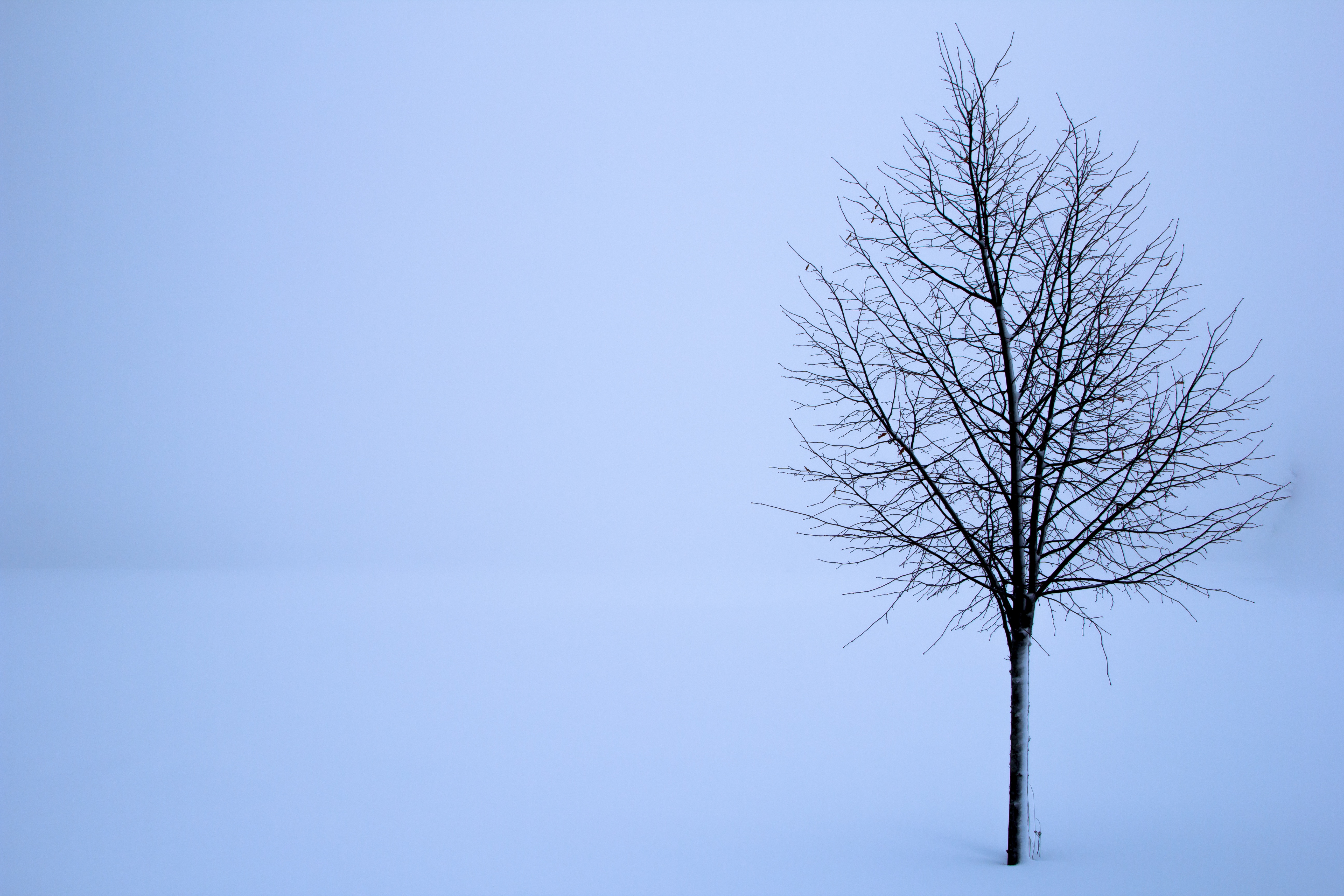 beauty in nature, konsepter og ideer, branch, plant, forkjølelse, natur, enkelt objekt, landskapet, snow, frosset, tree trunk, clear sky, solitude, outdoors, HD Wallpaper