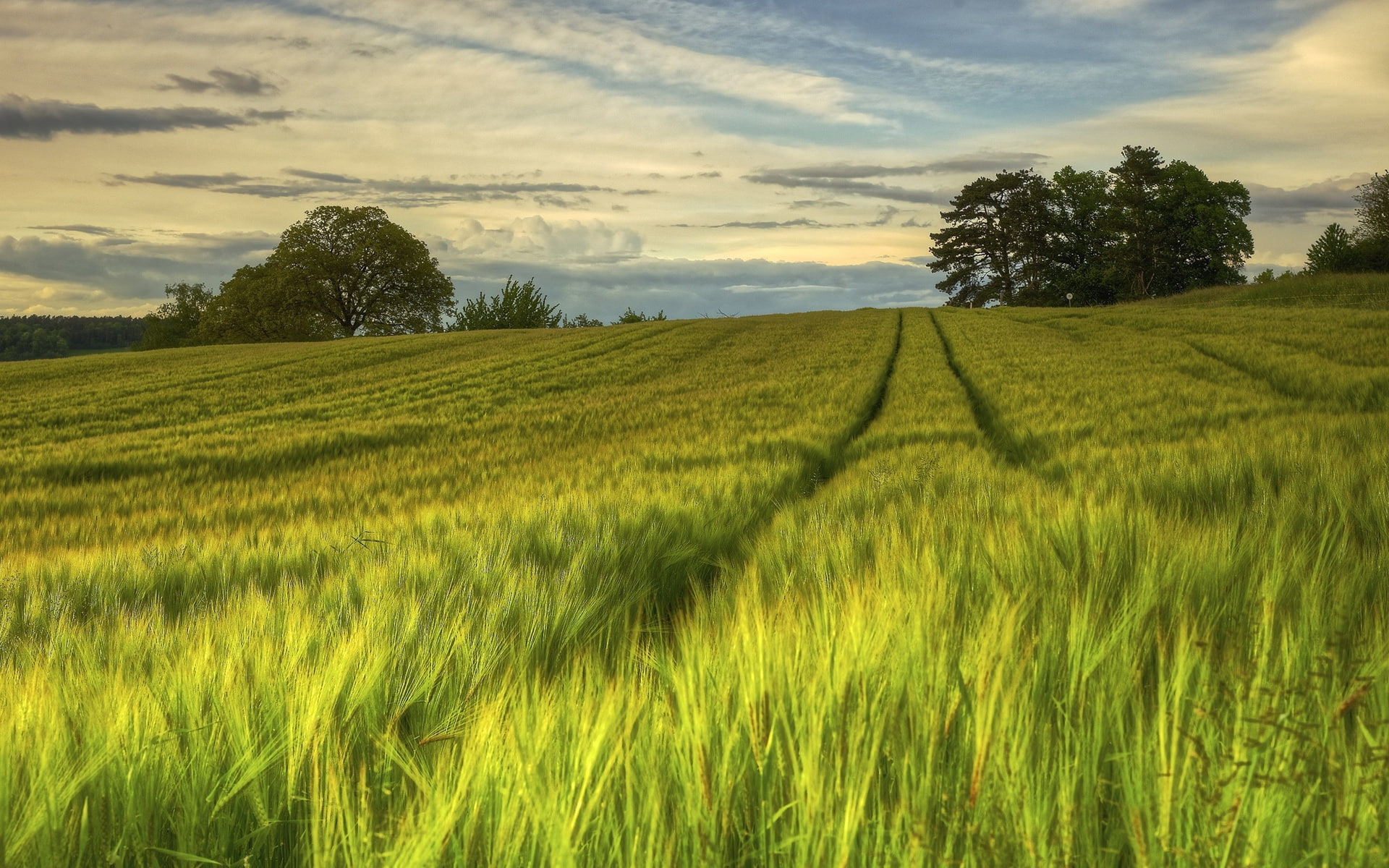 Sweden, grass, Evening, 1080P, field, Trees, Nature, Summer, Green, Scenery, Fields, HD Wallpaper