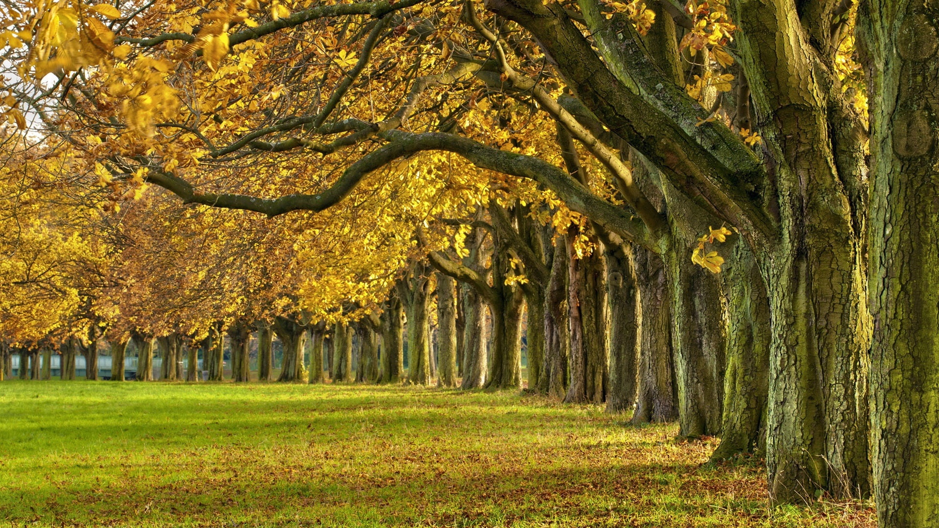 Autumn, Park, Leaves, Forest, 1080P, Path, Trees, Colorful, HD Wallpaper