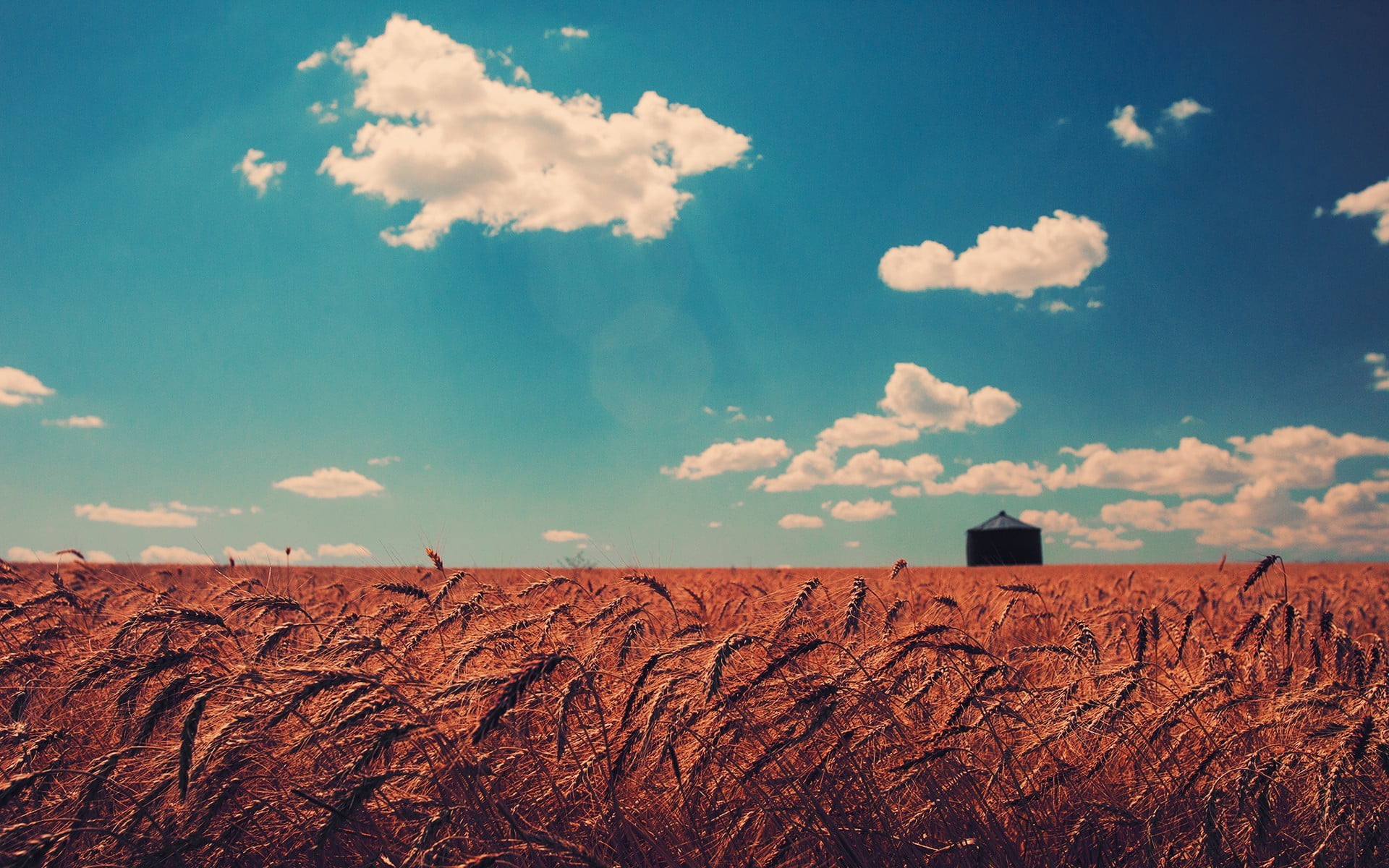farm, nature, day, cloud - sky, crop, outdoors, growth, 1080P, wheat, agriculture, landscape, scenics - nature, plant, beauty in nature, sky, sunlight, HD Wallpaper