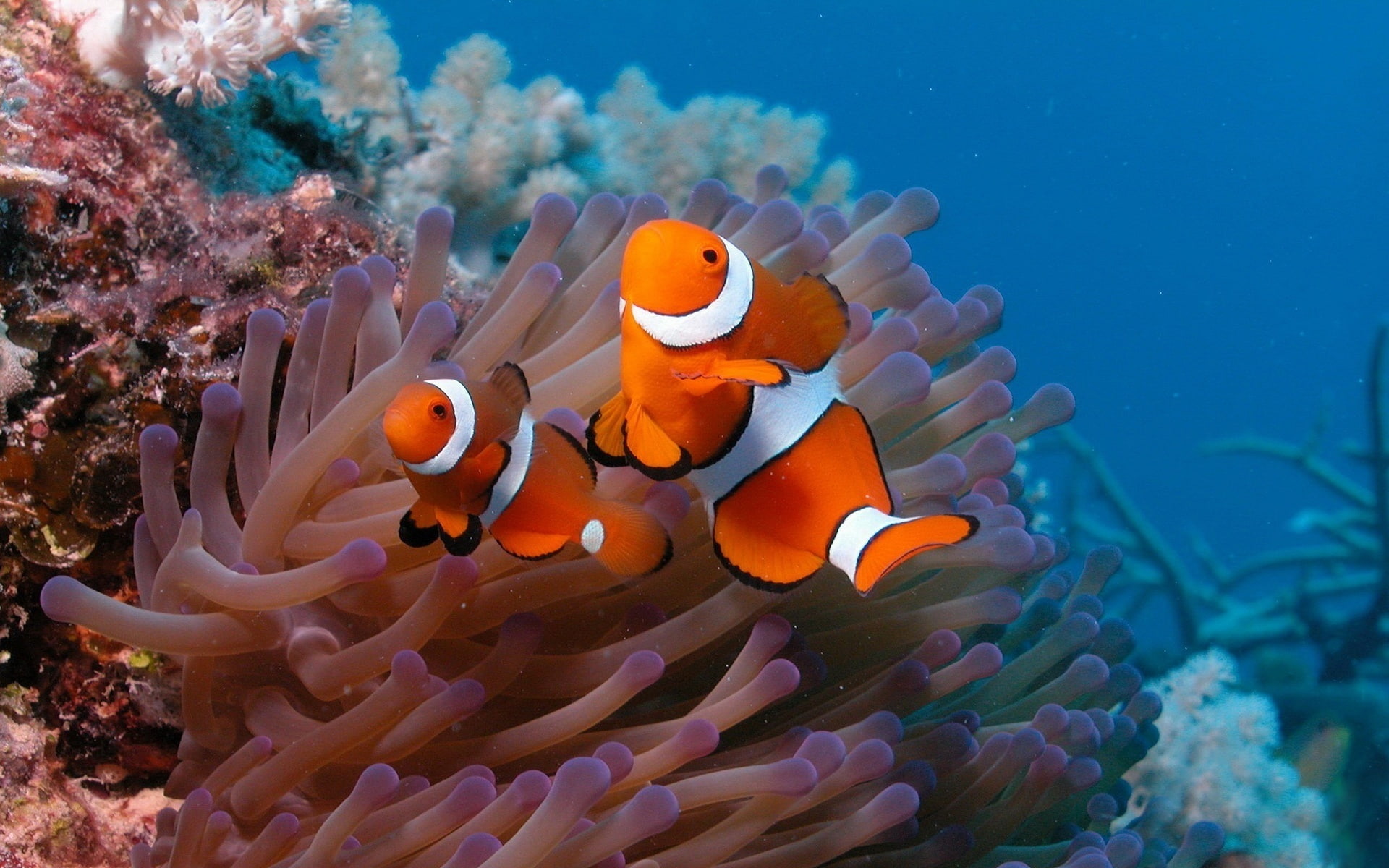 Beautiful, Fish, Clown, 1080P, World, Underwater, HD Wallpaper