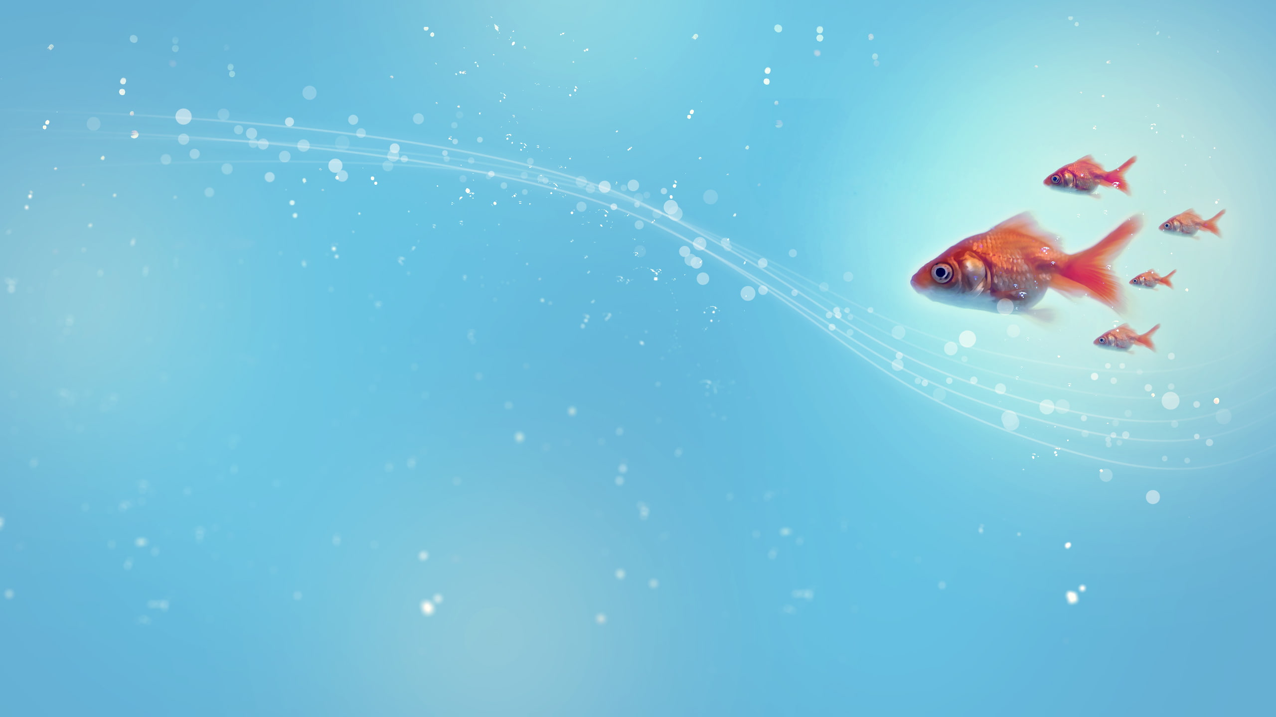 2K, blue, animals, hd, goldfish, fish, HD Wallpaper