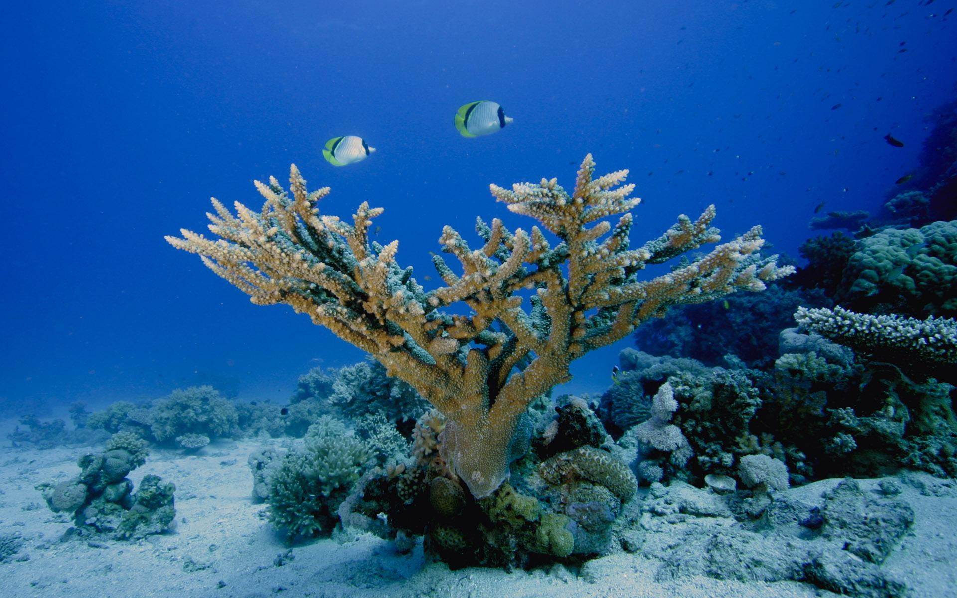 grey, amazing, nature and landscapes, sealife, 1080P, underwater, coral, nature, oceans, coral reefs, world, HD Wallpaper