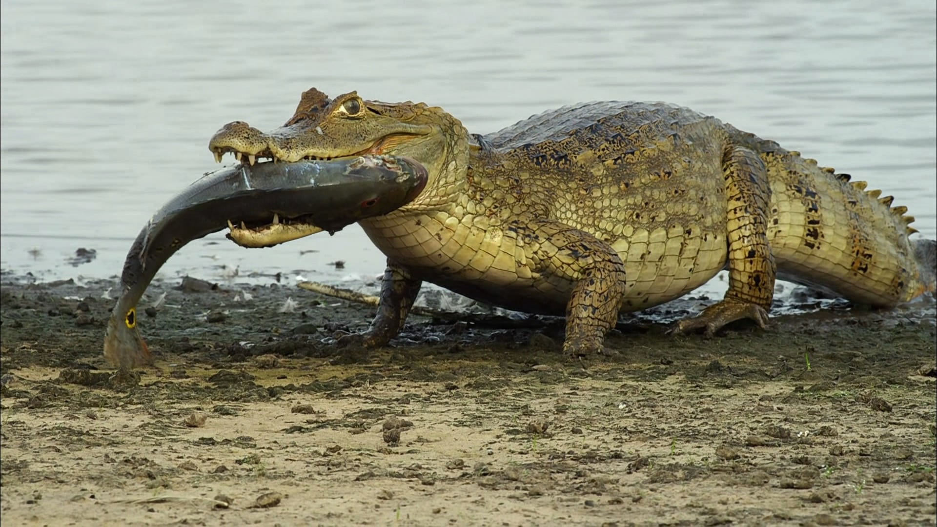 reptile, animal themes, side view, gray, vertebrate, crocodile, animal wildlife, lakeshore, 1080P, animal, land, beach, water, day, field, no people, lake, HD Wallpaper