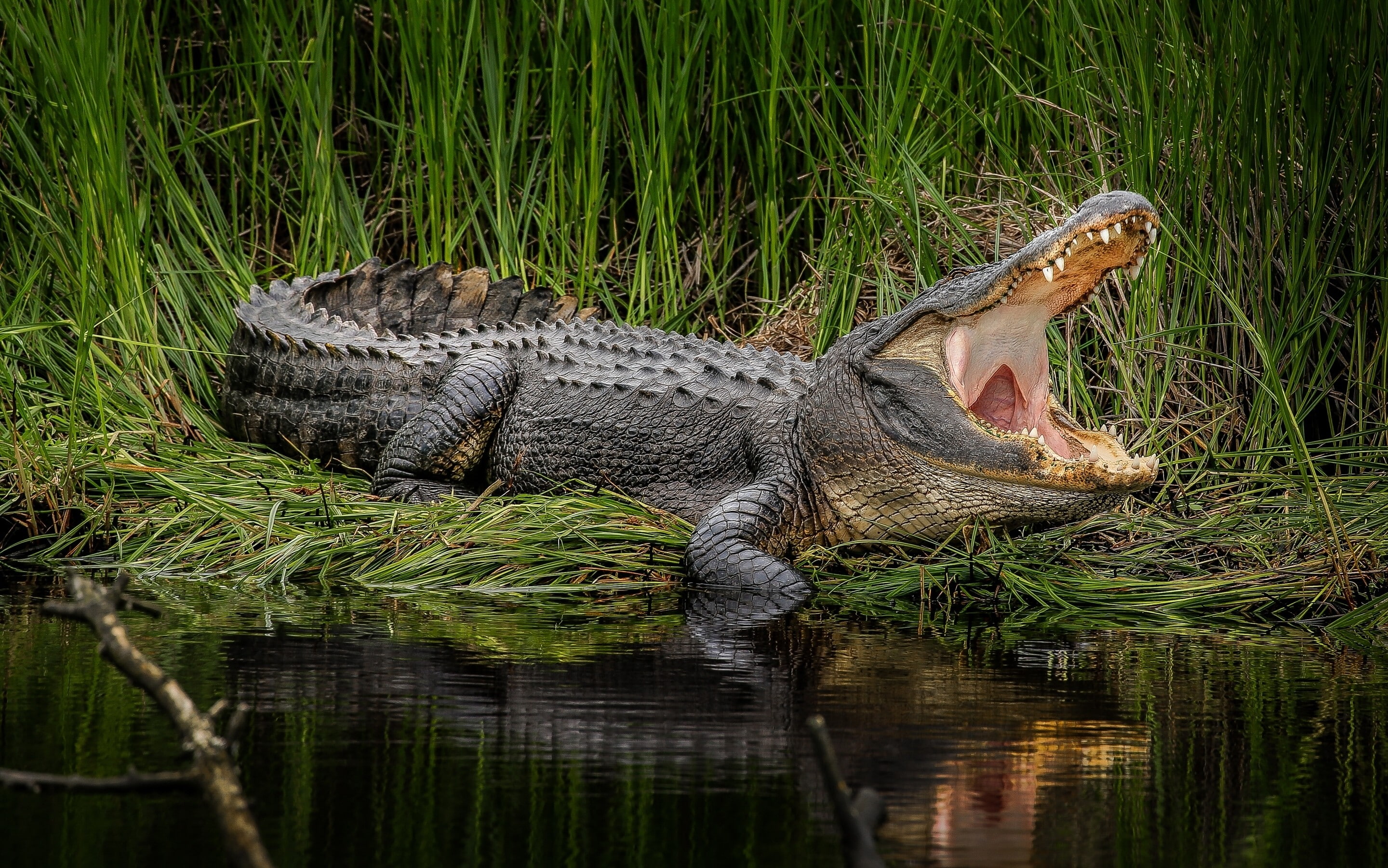 crocodiles, 2K, animals, HD Wallpaper