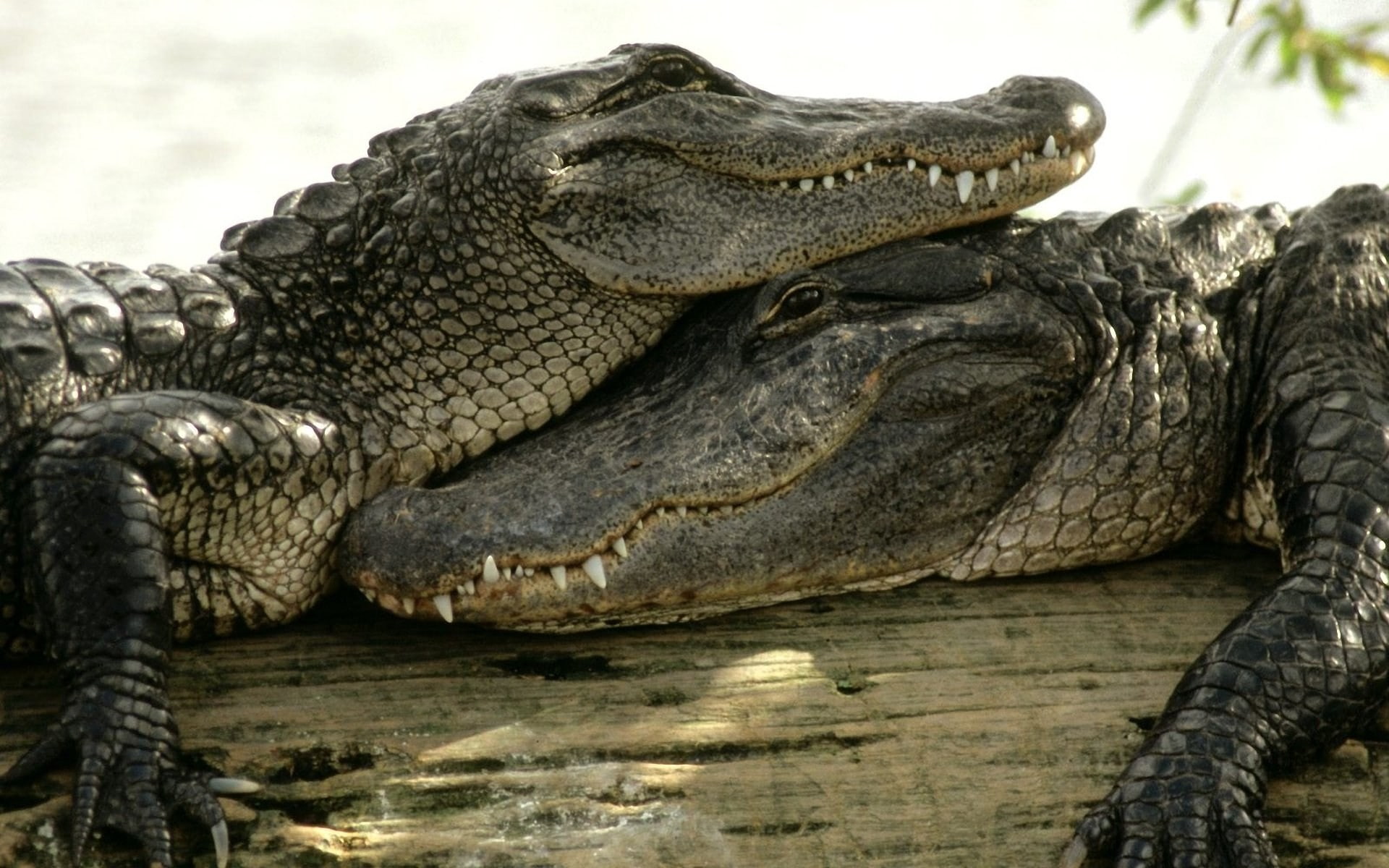 lake, animal scale, nature, close-up, crocodiles, relaxation, outdoors, animal wildlife, no people, animals, mouth open, animal, water, 1080P, animal teeth, HD Wallpaper